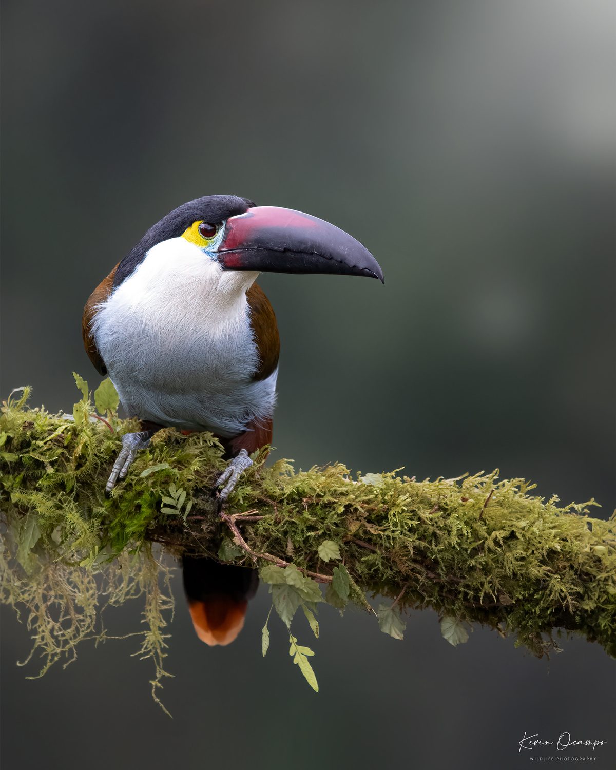 Bird Photography Tour