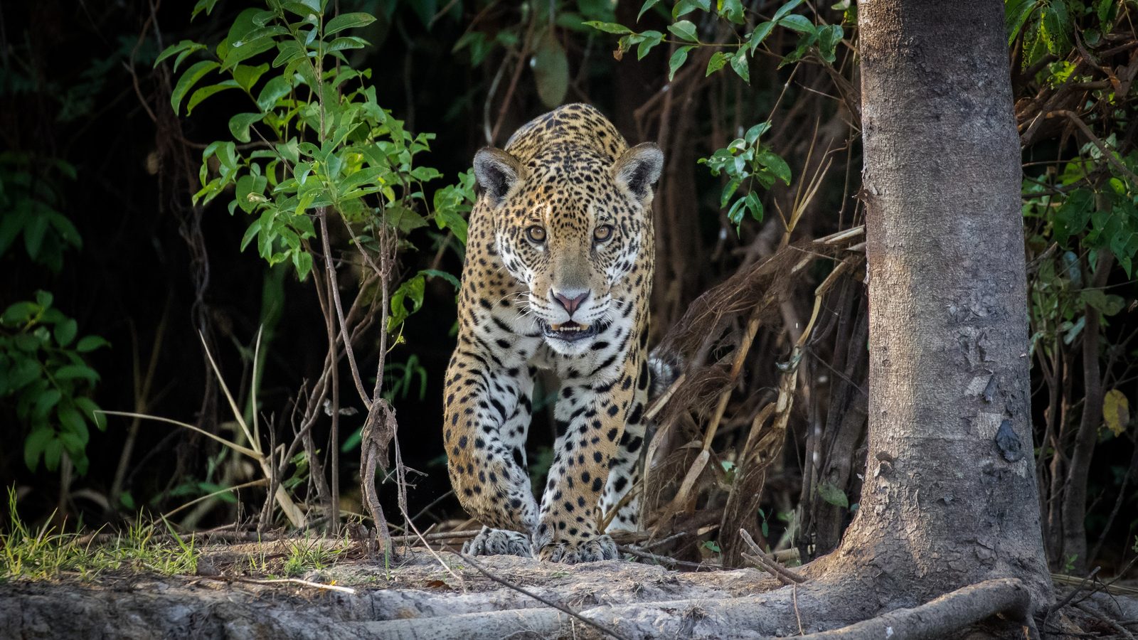 Caño Cristales & Llanos Wildlife Photo Expedition — photo 1