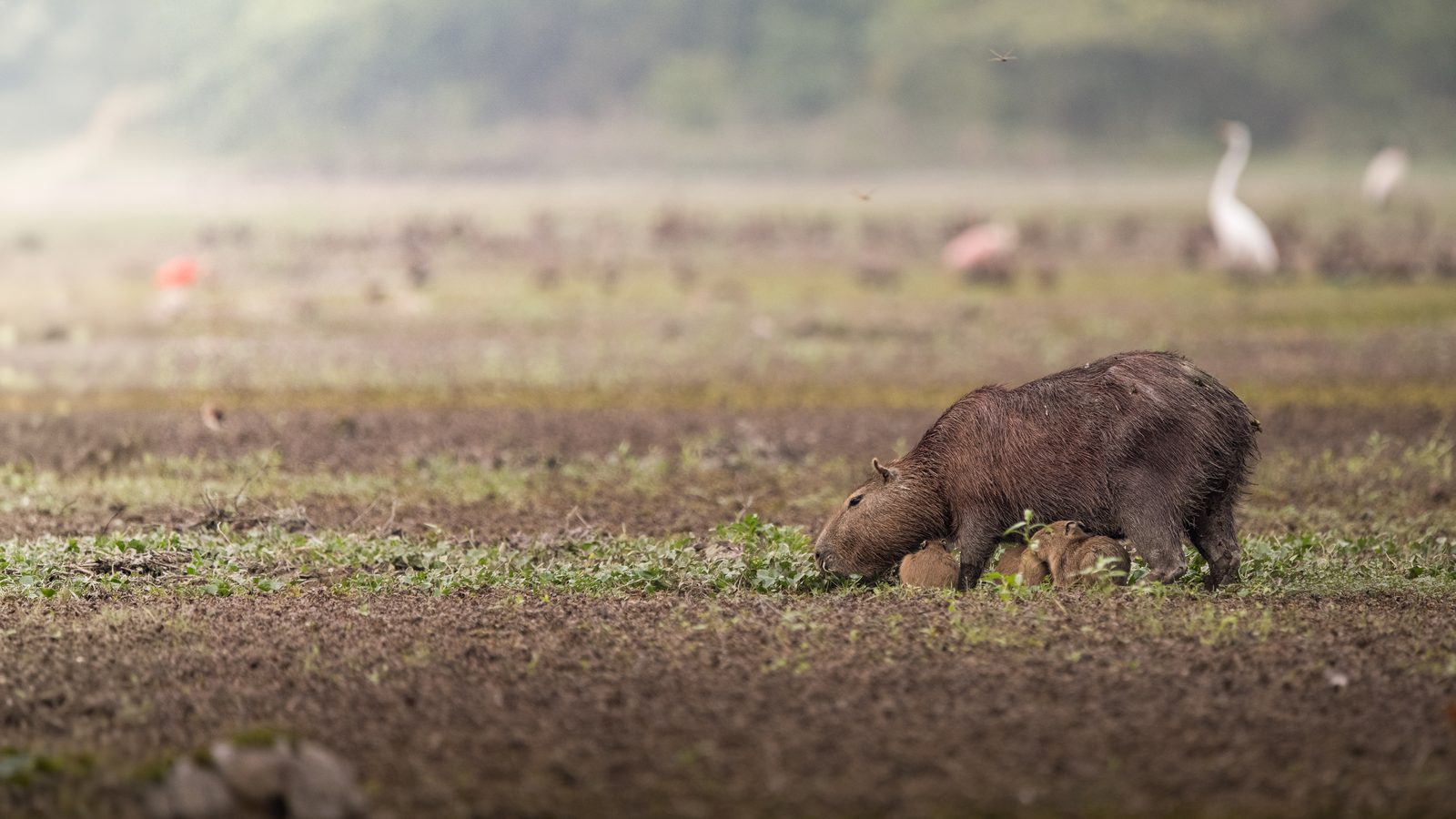 Caño Cristales & Llanos Wildlife Photo Expedition — photo 5