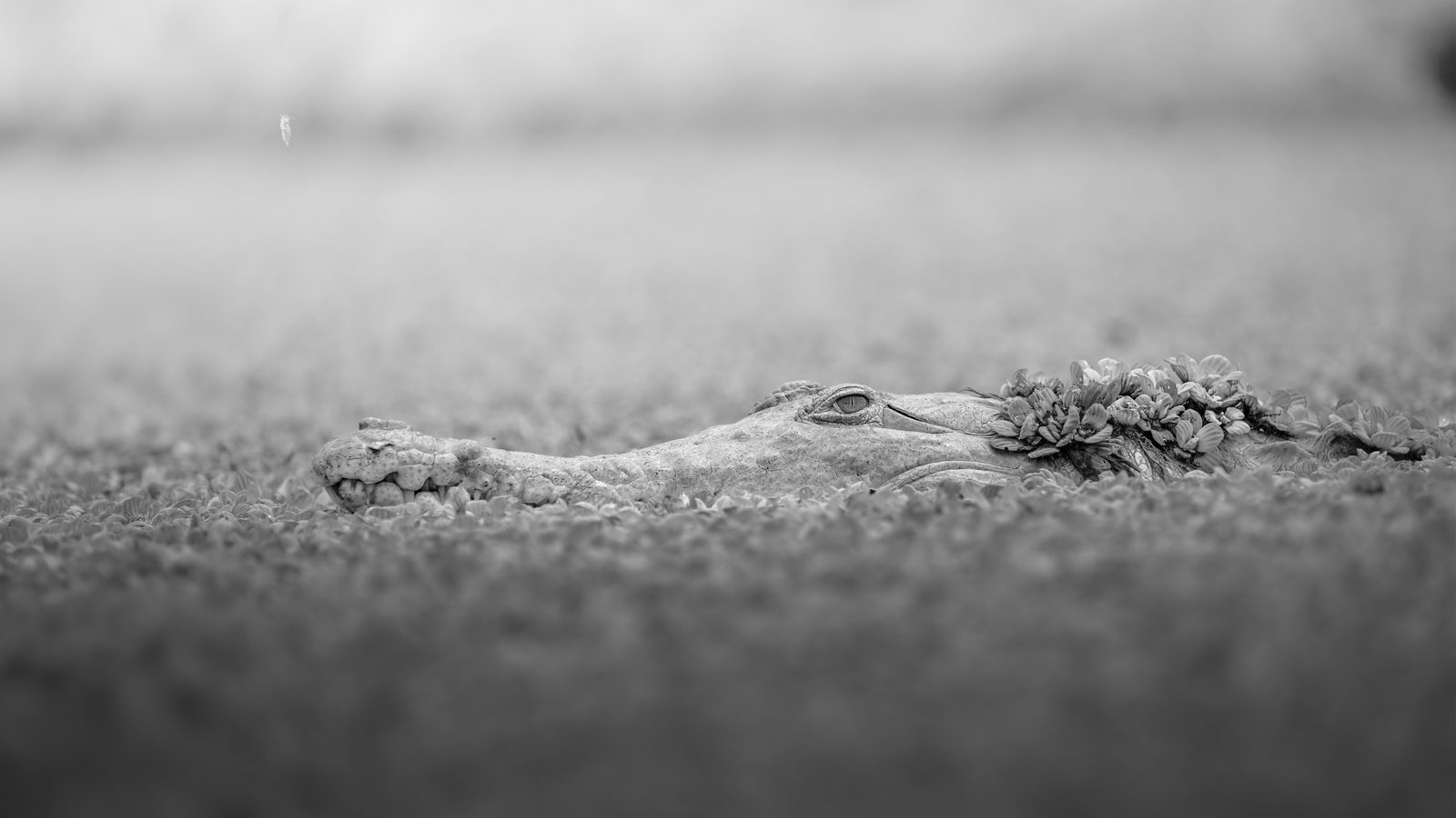 Caño Cristales & Llanos Wildlife Photo Expedition — photo 6