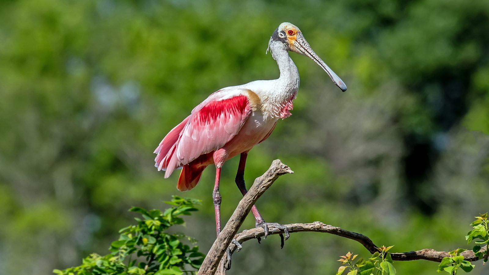 Caño Cristales & Llanos Wildlife Photo Expedition — photo 7