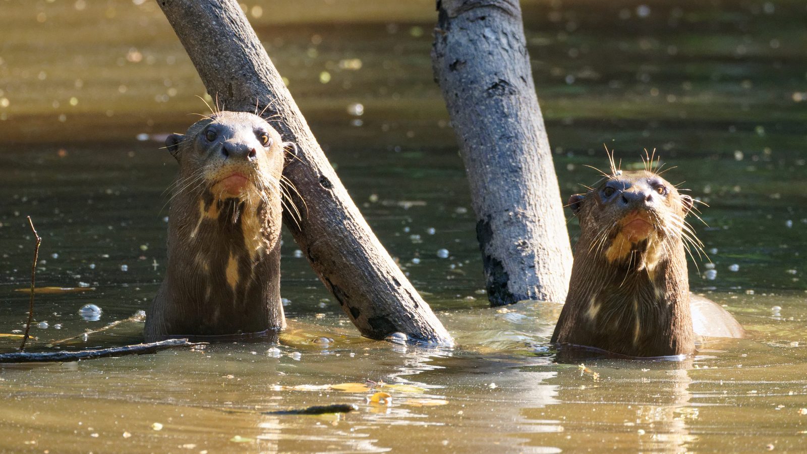 Caño Cristales & Llanos Wildlife Photo Expedition — photo 8