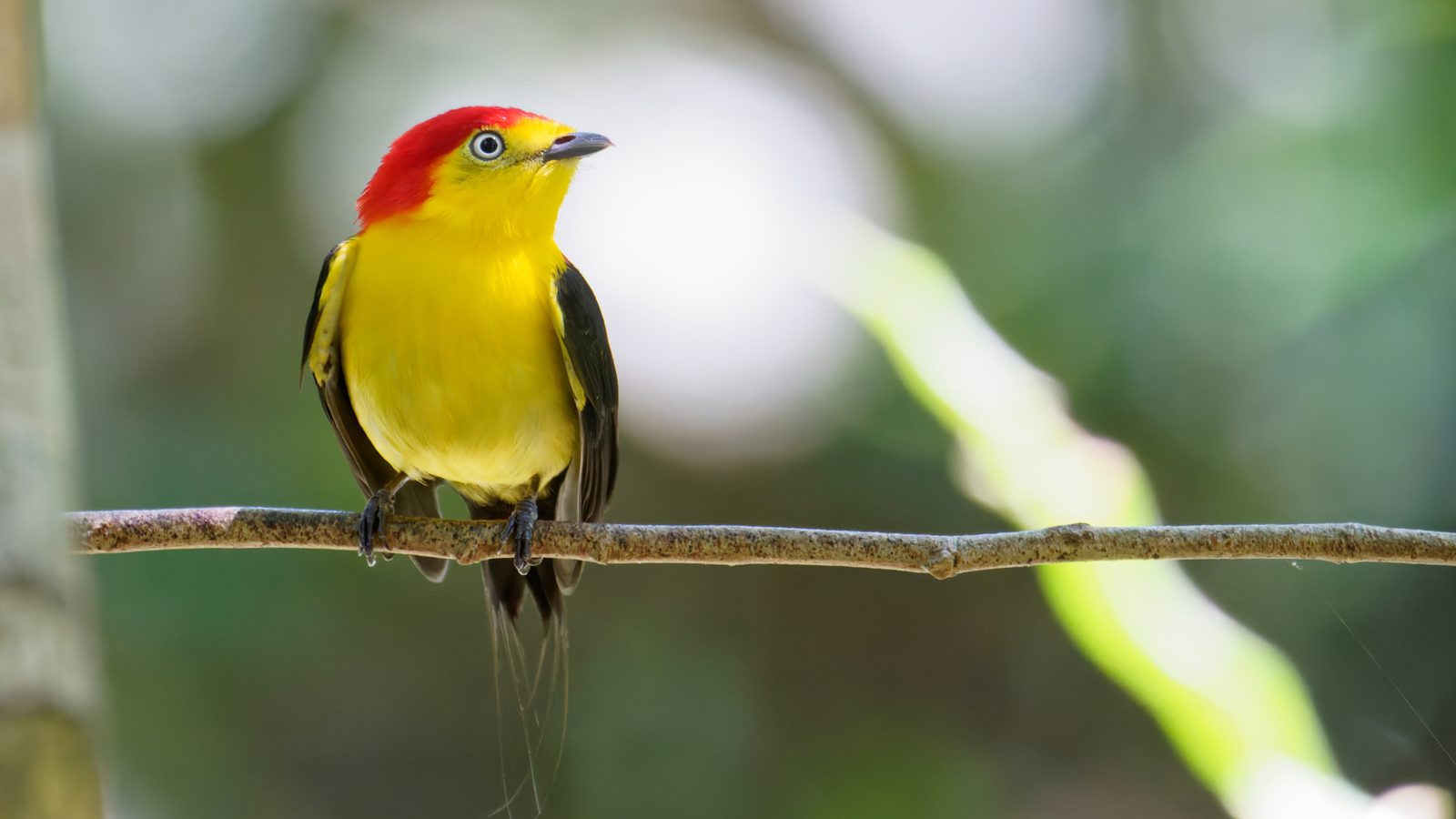 Caño Cristales & Llanos Wildlife Photo Expedition — photo 14