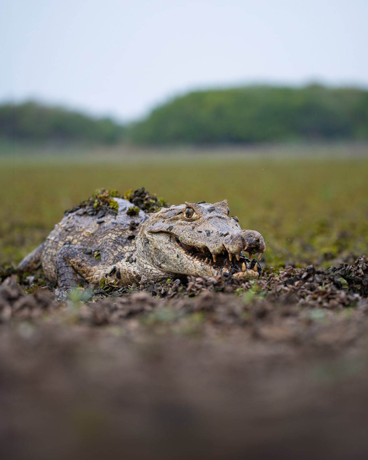Caño Cristales & Llanos Wildlife Photo Expedition — photo 15