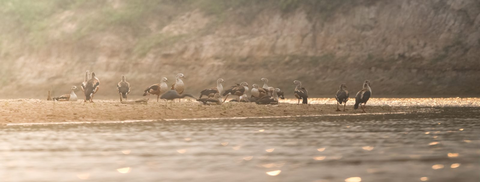 Caño Cristales & Llanos Wildlife Photo Expedition — photo 18