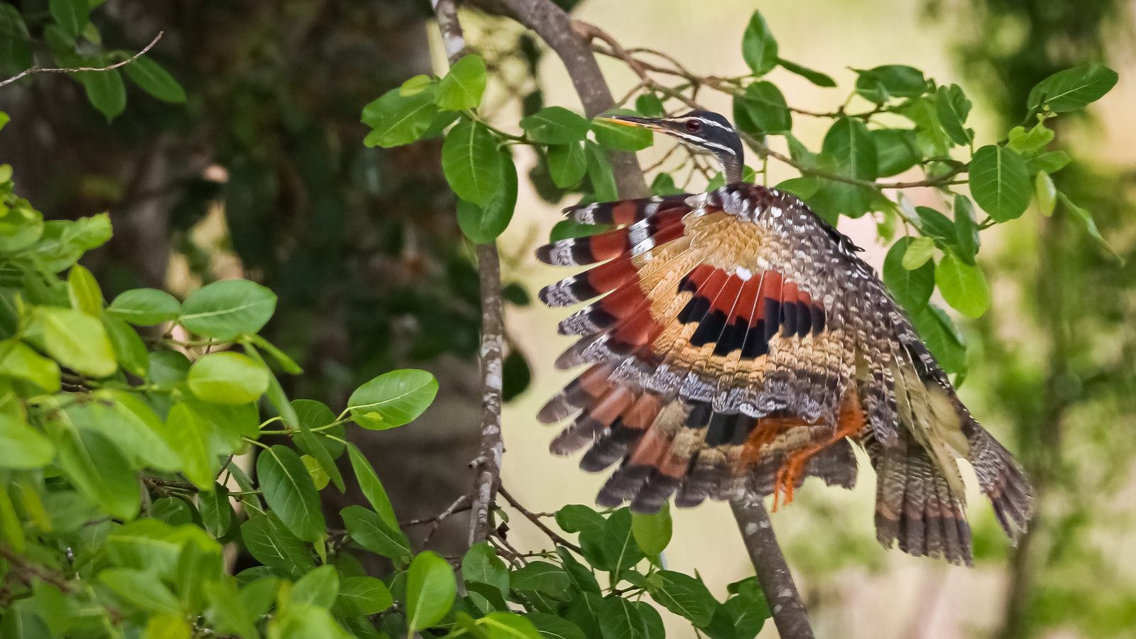 Caño Cristales & Llanos Wildlife Photo Expedition — photo 19