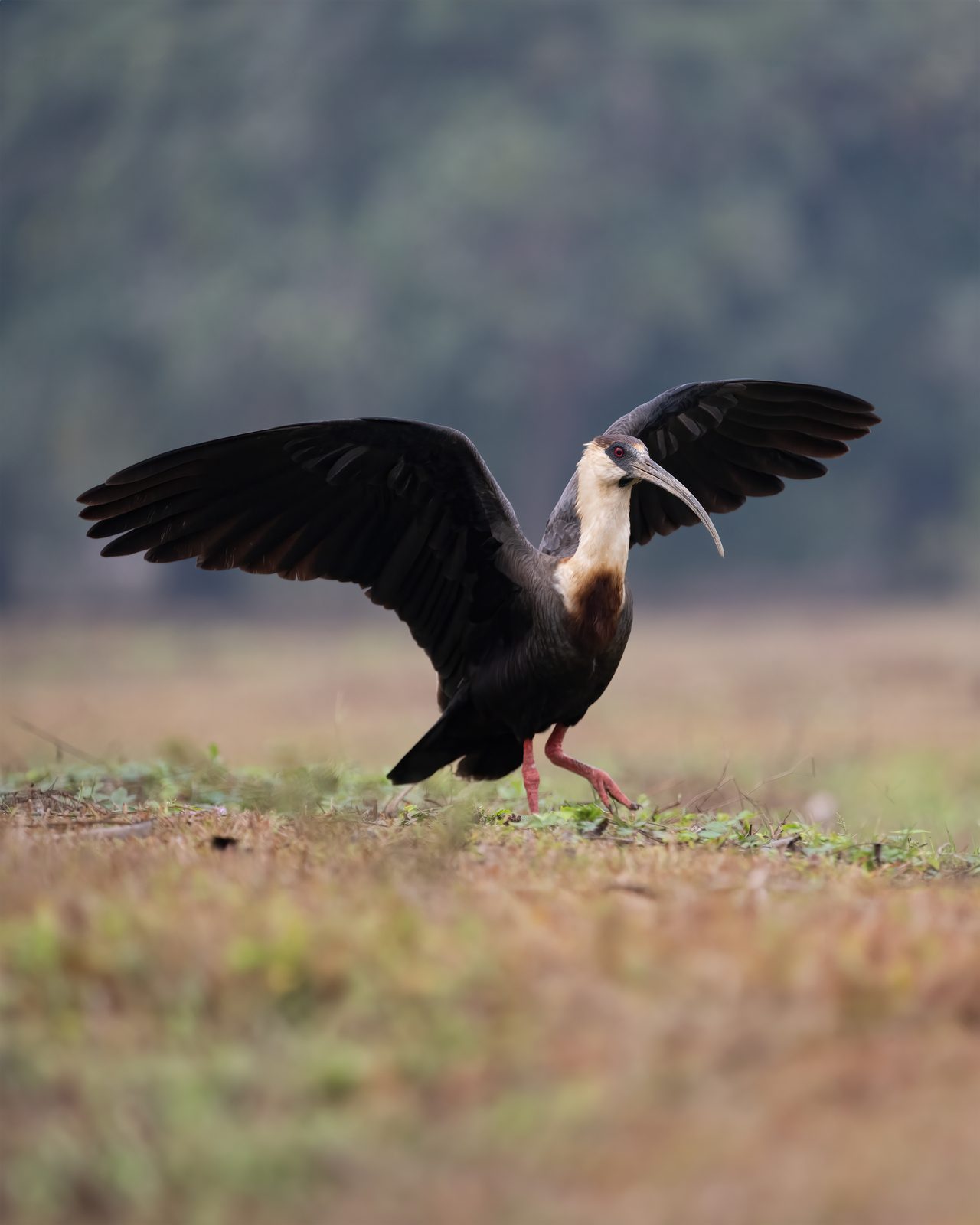 Caño Cristales & Llanos Wildlife Photo Expedition — photo 20