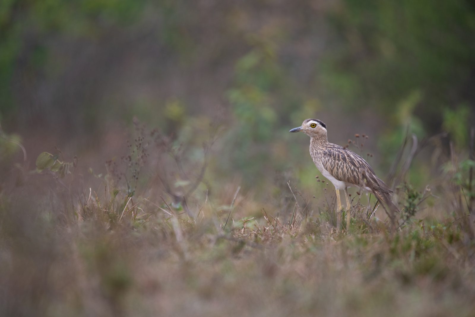Caño Cristales & Llanos Wildlife Photo Expedition — photo 23