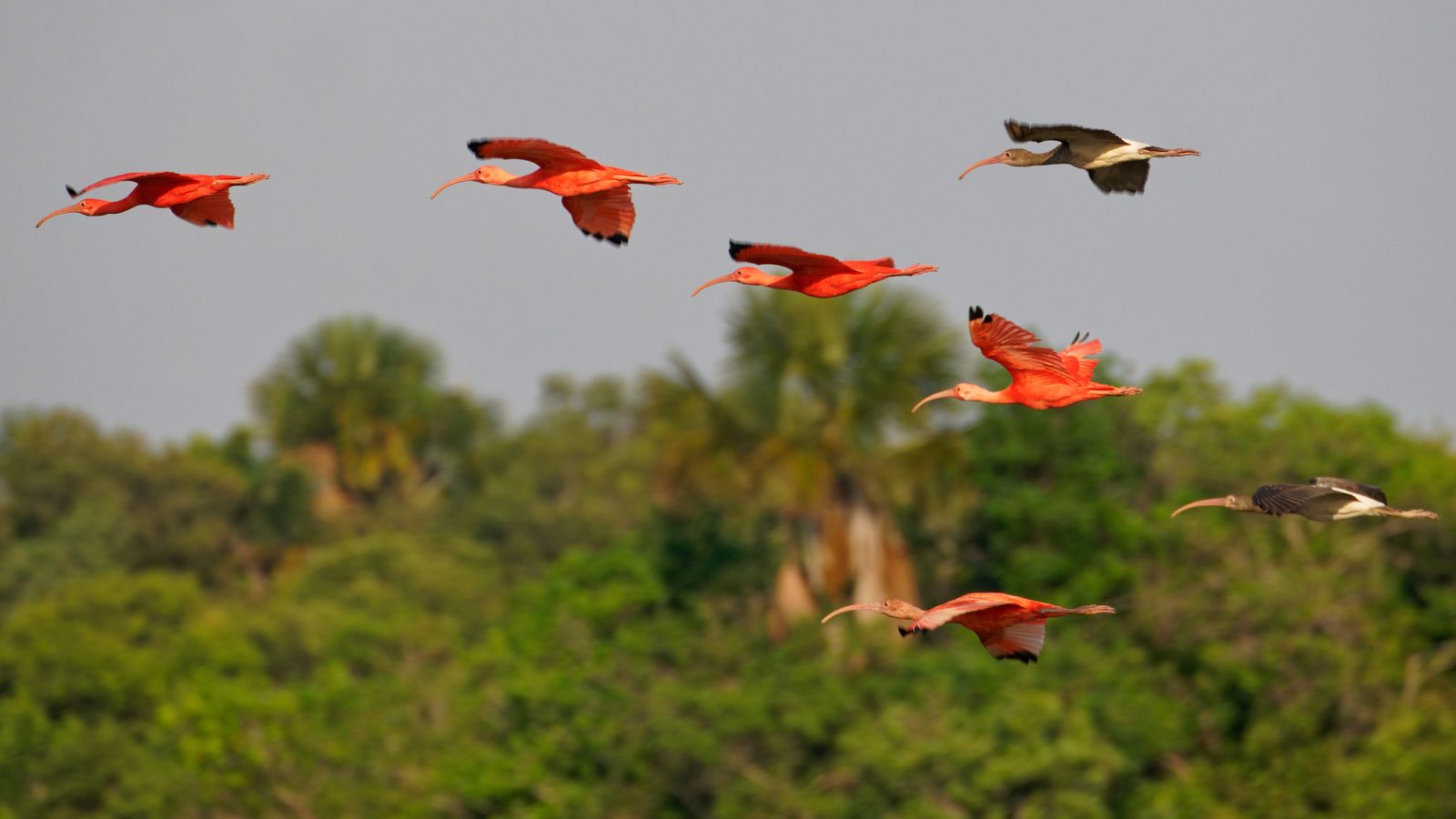 Caño Cristales & Llanos Wildlife Photo Expedition — photo 27