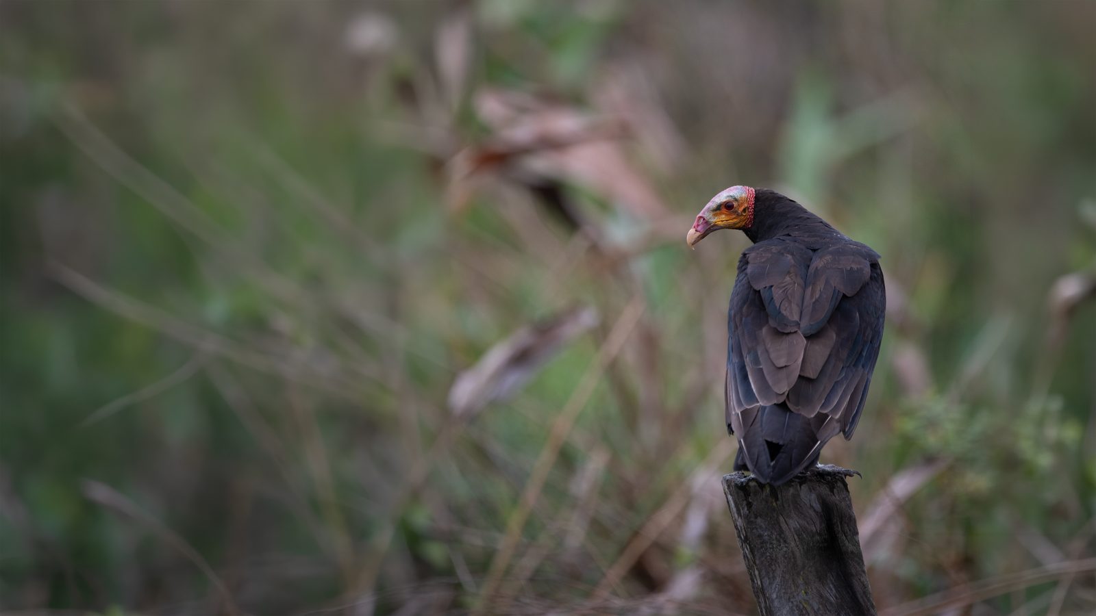 Caño Cristales & Llanos Wildlife Photo Expedition — photo 28