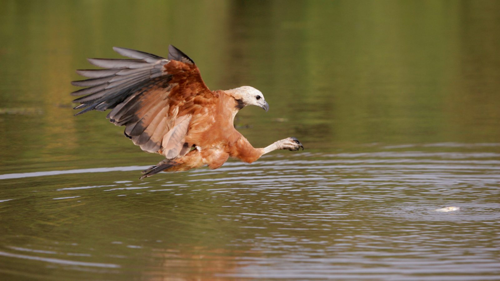 Caño Cristales & Llanos Wildlife Photo Expedition — photo 30