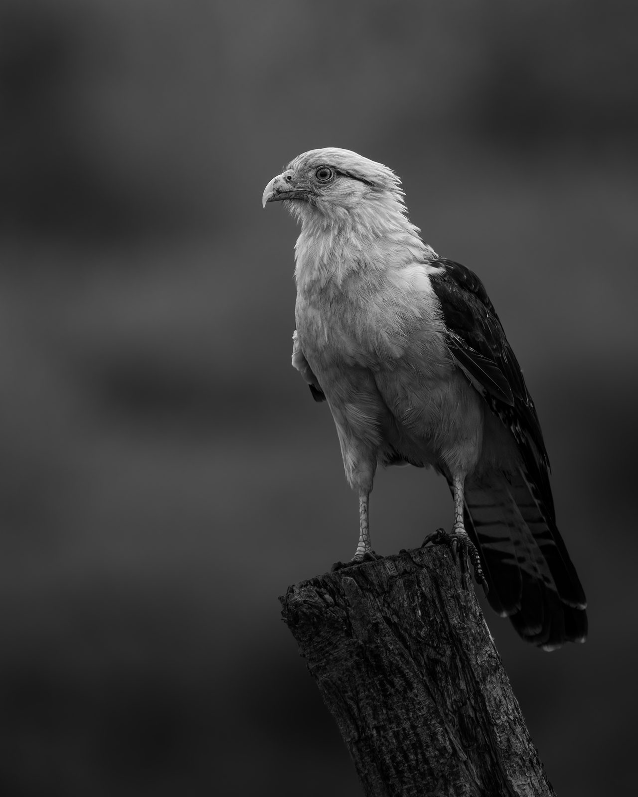 Caño Cristales & Llanos Wildlife Photo Expedition — photo 34
