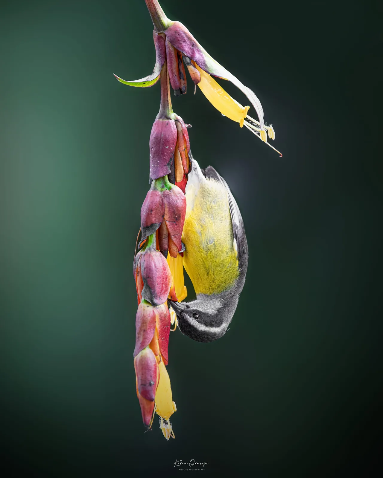 Wildlife and bird photography captured on an Ocampo Expeditions tour in Colombia.