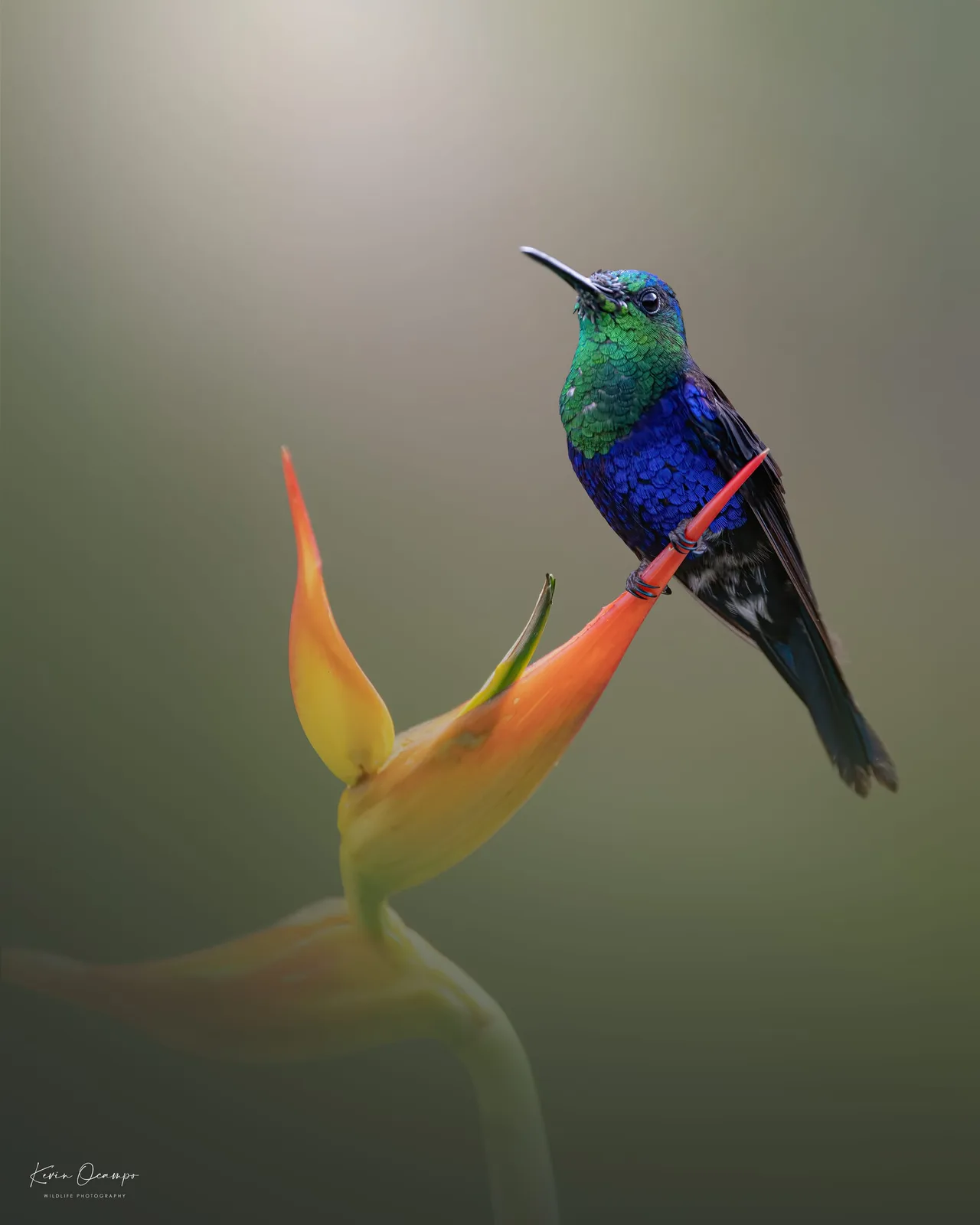 Wildlife and bird photography captured on an Ocampo Expeditions tour in Colombia.