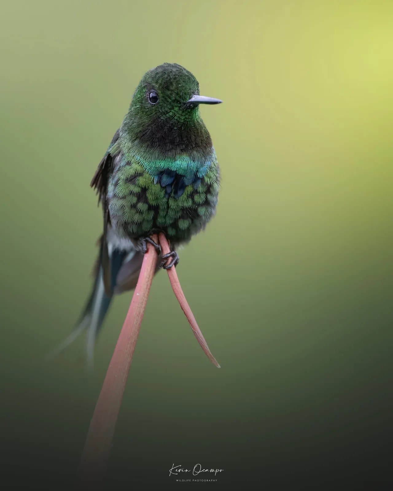 Wildlife and bird photography captured on an Ocampo Expeditions tour in Colombia.