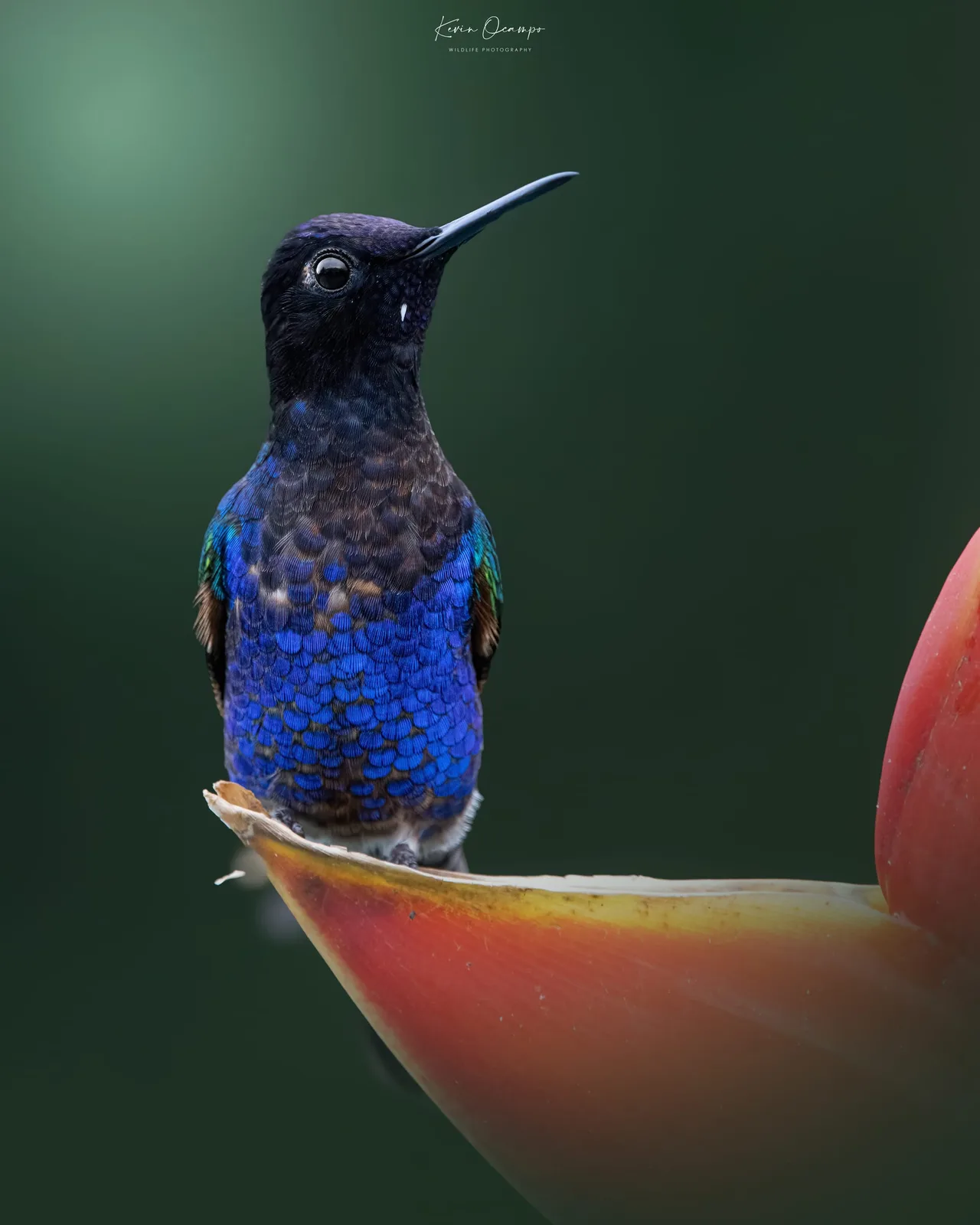 Ocampo Expeditions ground operations in Colombia