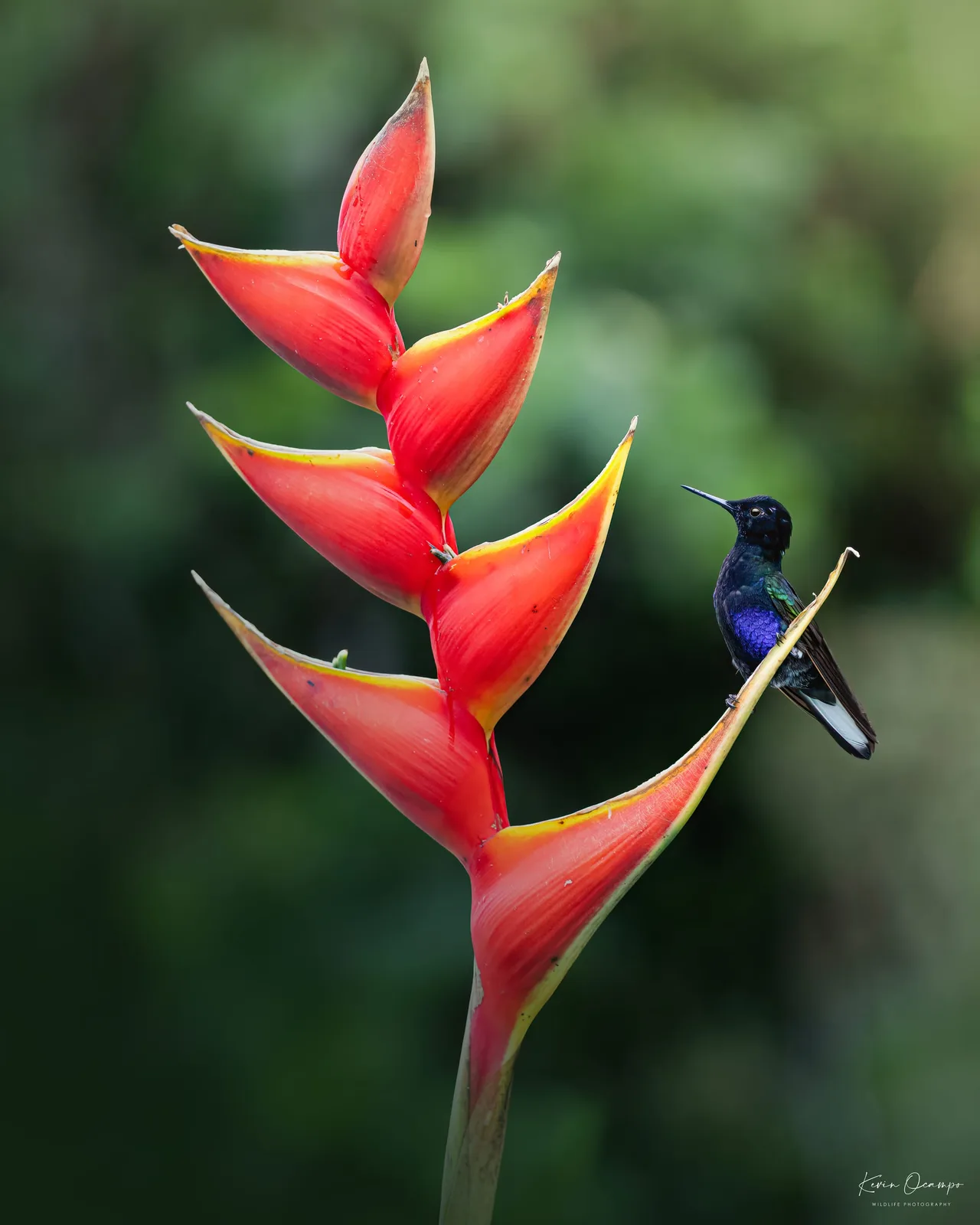 Wildlife and bird photography captured on an Ocampo Expeditions tour in Colombia.