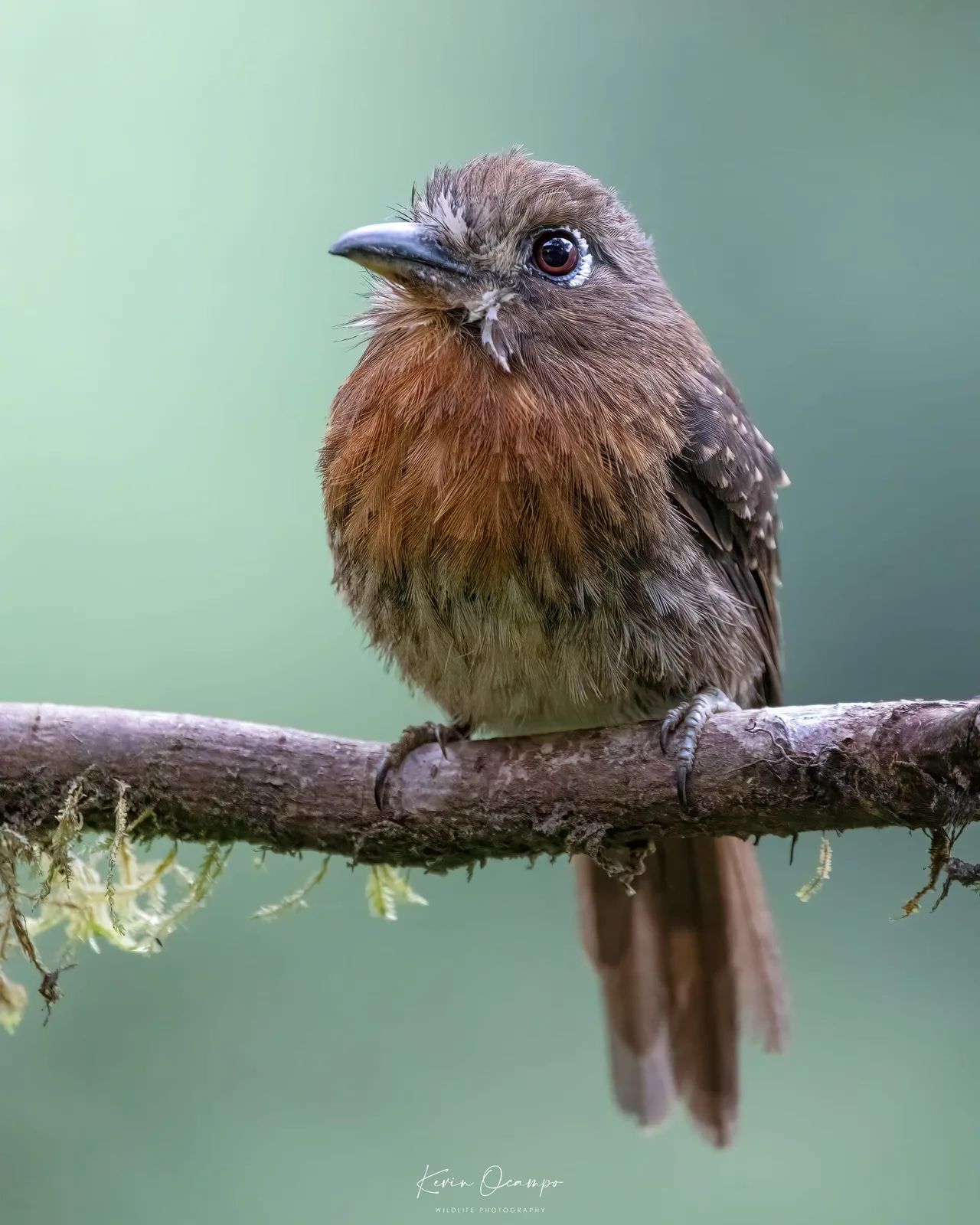 Wildlife and bird photography captured on an Ocampo Expeditions tour in Colombia.