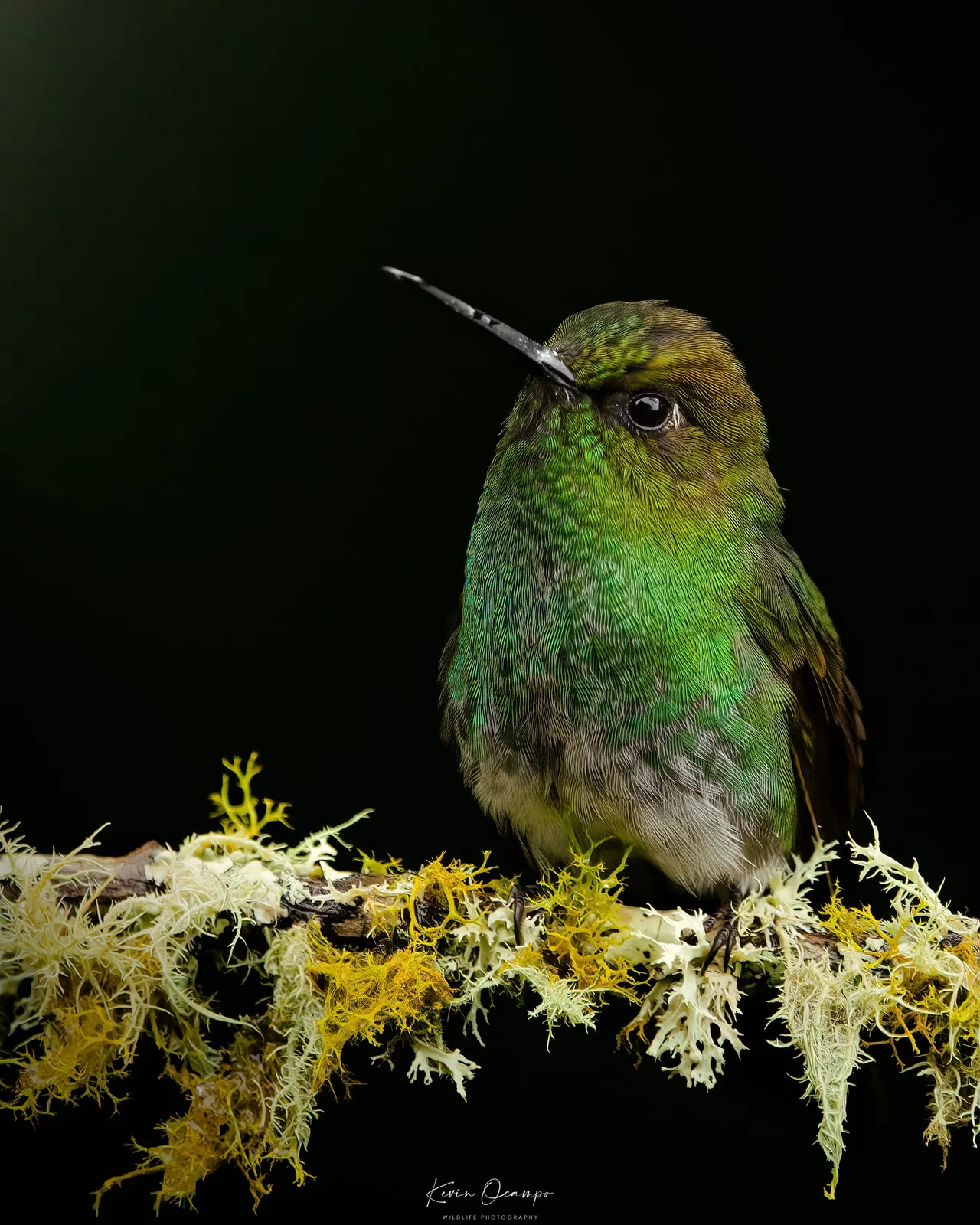 Wildlife and bird photography captured on an Ocampo Expeditions tour in Colombia.