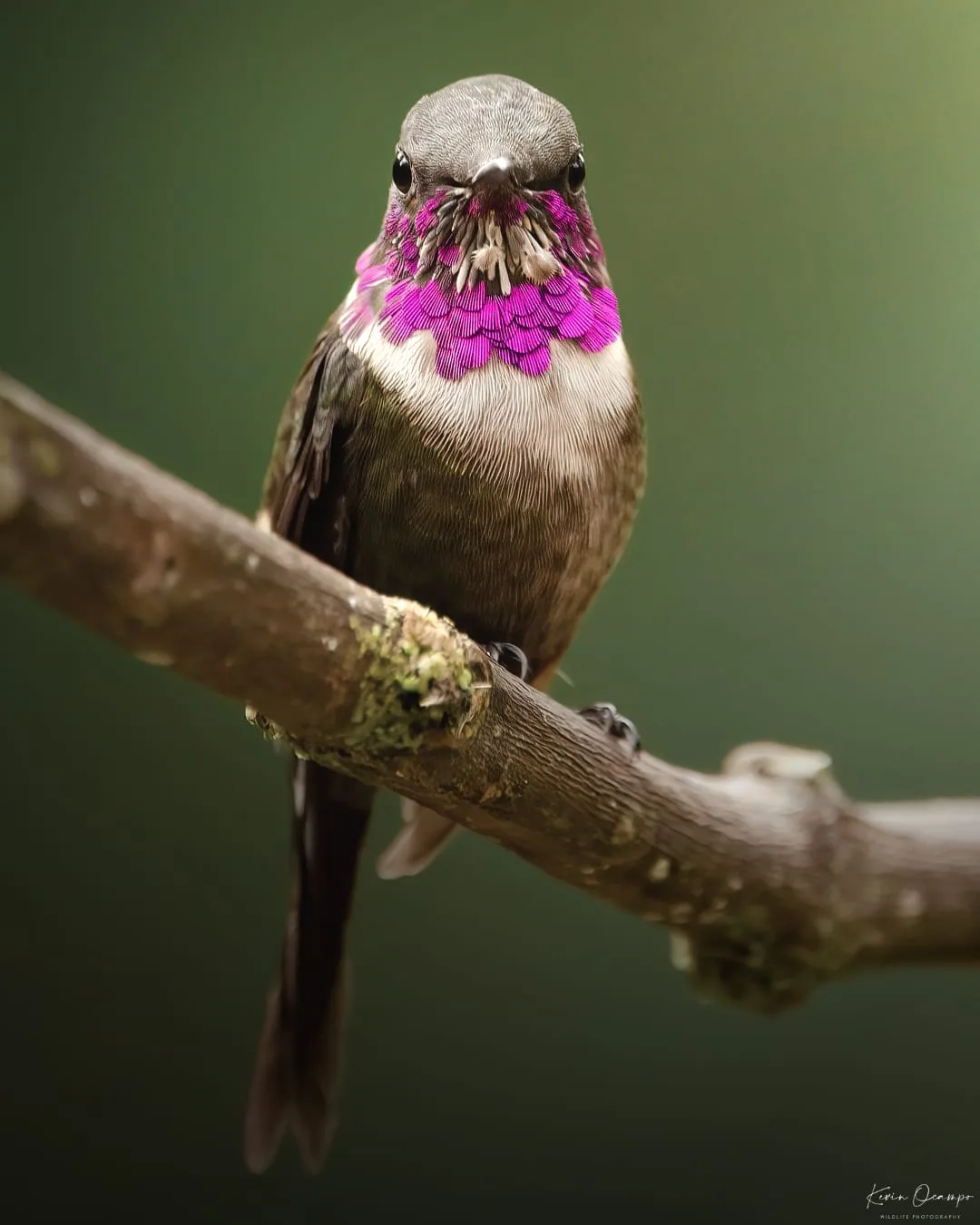 Wildlife and bird photography captured on an Ocampo Expeditions tour in Colombia.