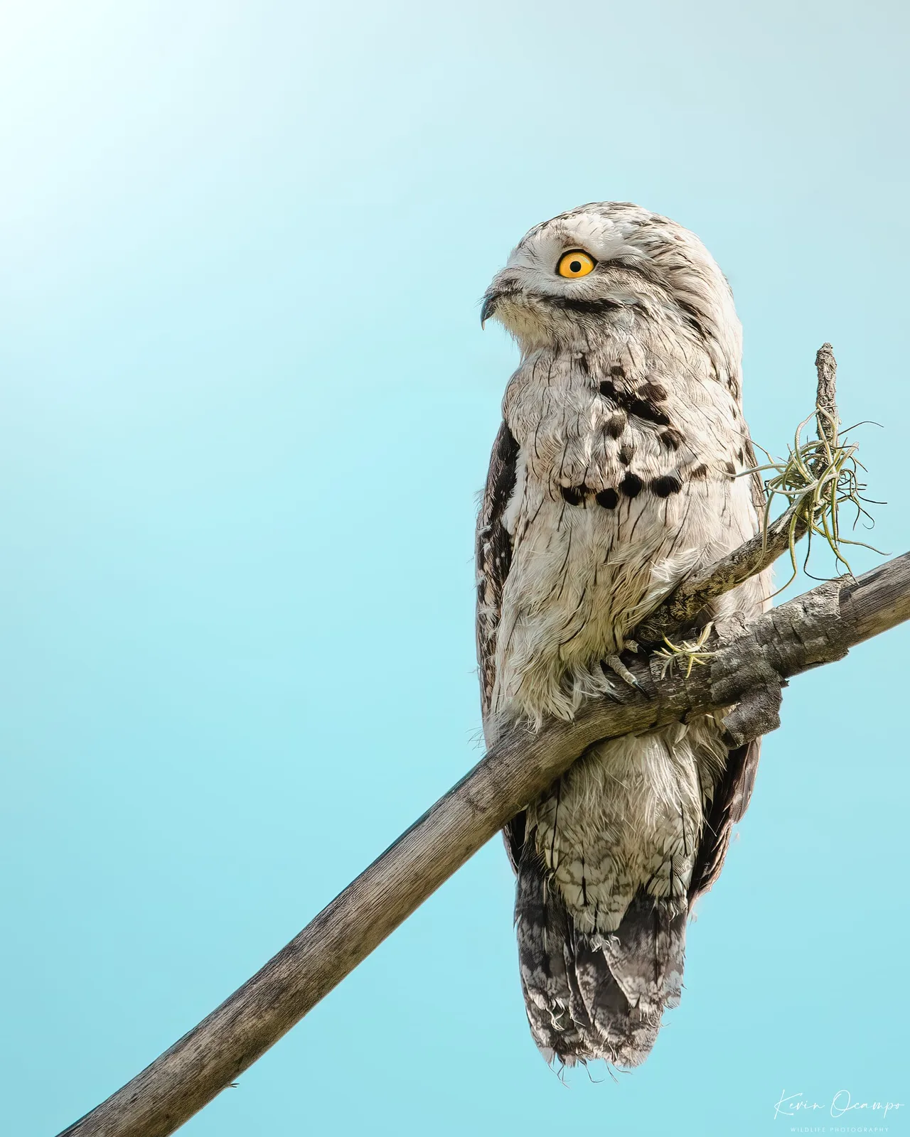 Wildlife and bird photography captured on an Ocampo Expeditions tour in Colombia.