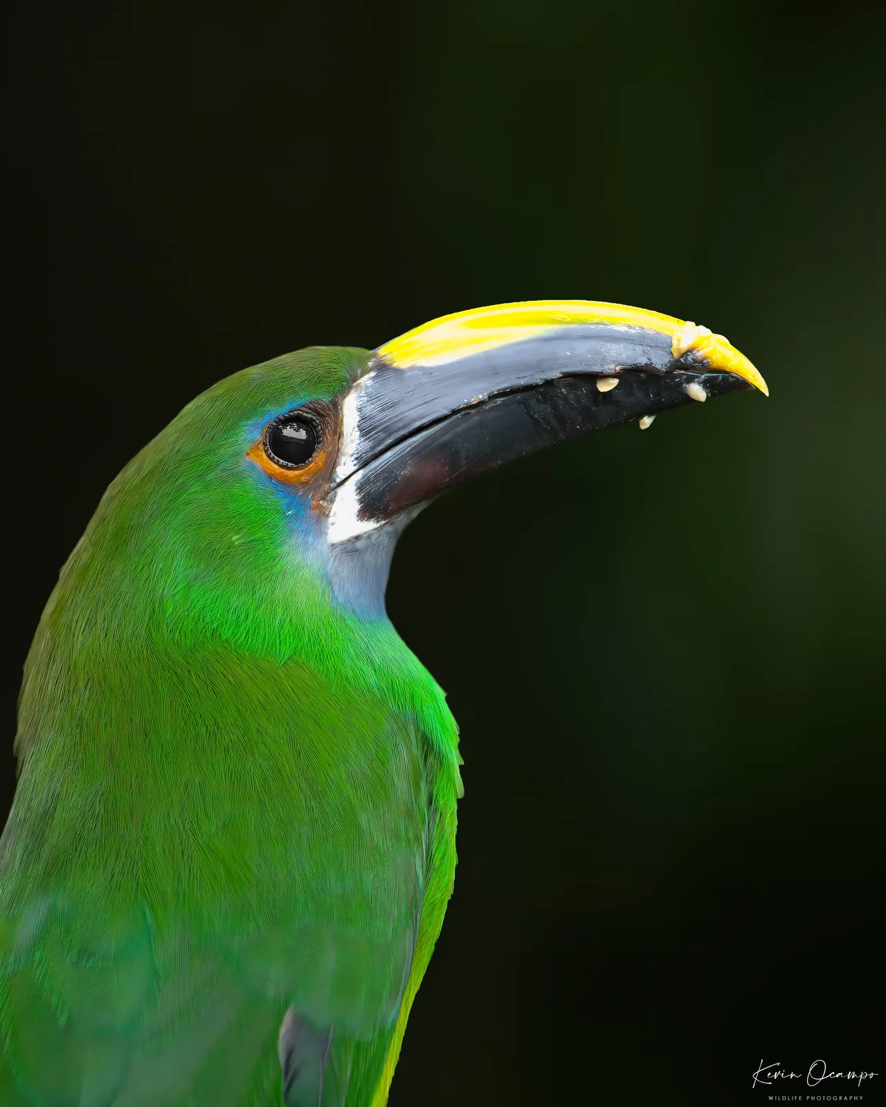 Wildlife and bird photography captured on an Ocampo Expeditions tour in Colombia.