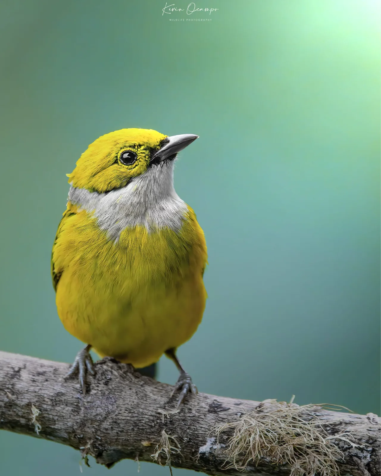 Wildlife and bird photography captured on an Ocampo Expeditions tour in Colombia.