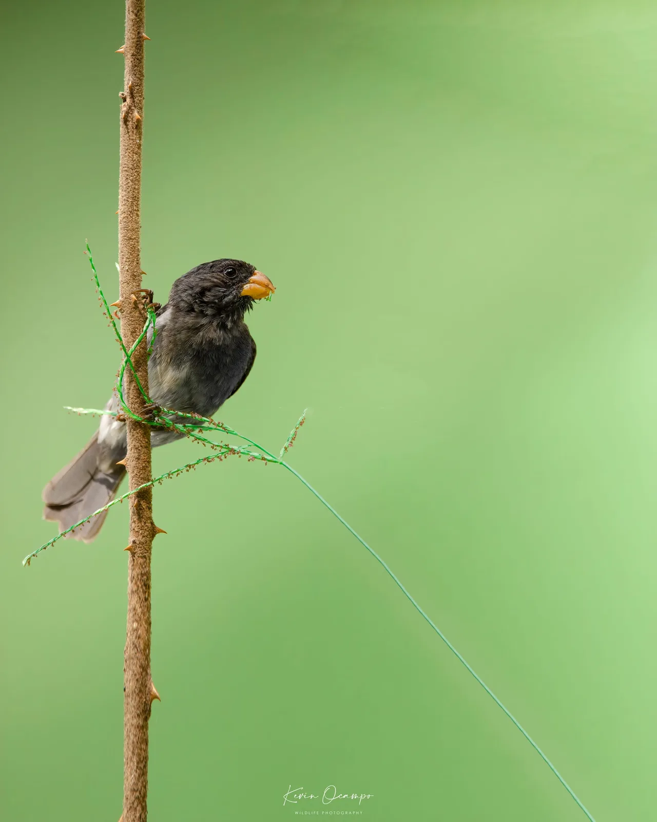 Wildlife and bird photography captured on an Ocampo Expeditions tour in Colombia.