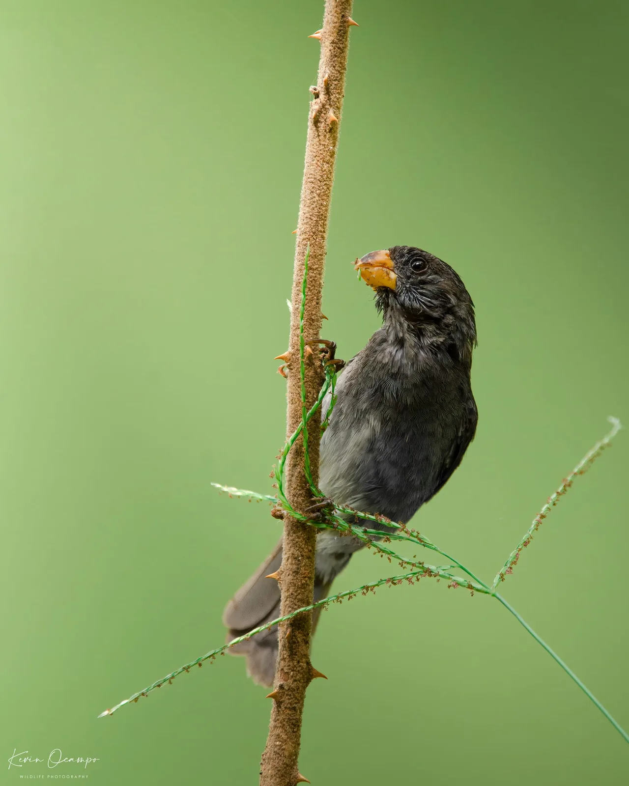 Wildlife and bird photography captured on an Ocampo Expeditions tour in Colombia.