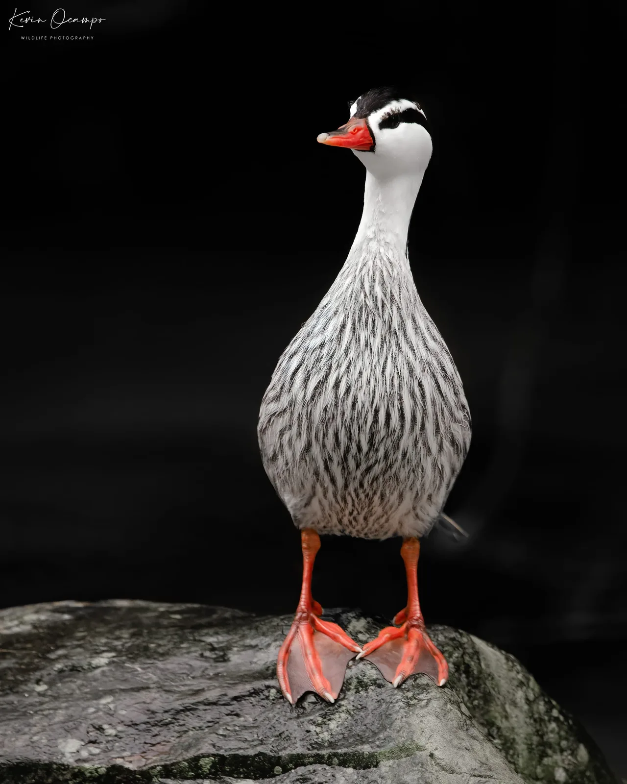 Wildlife and bird photography captured on an Ocampo Expeditions tour in Colombia.