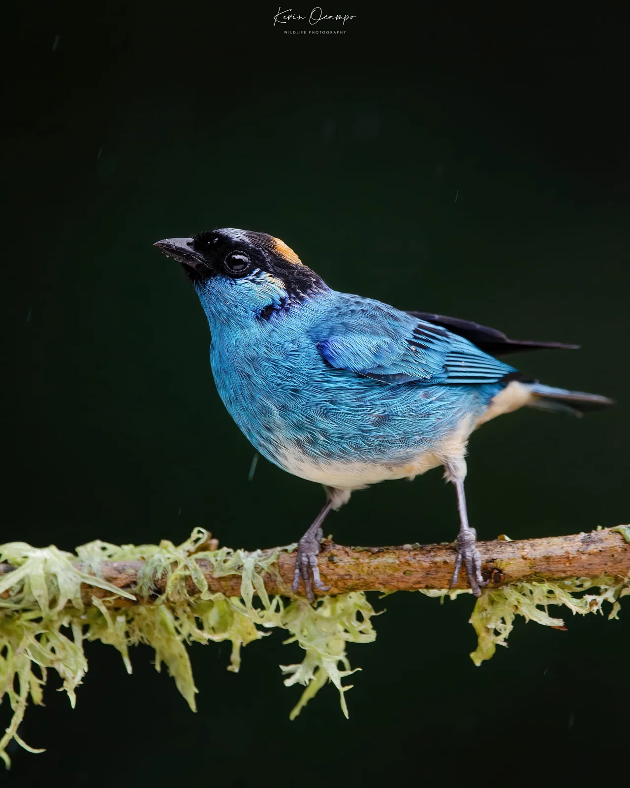 Wildlife and bird photography captured on an Ocampo Expeditions tour in Colombia.