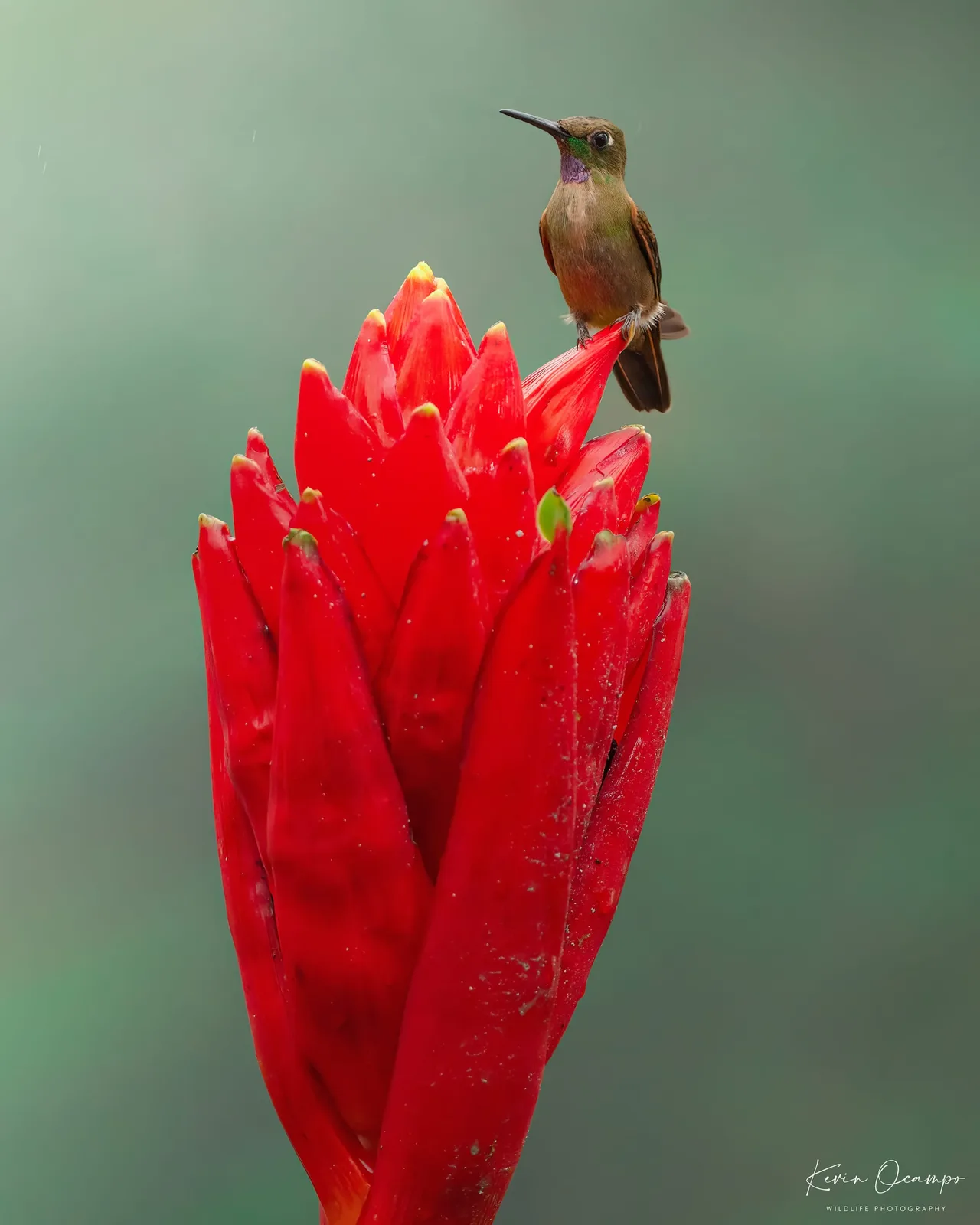 Wildlife and bird photography captured on an Ocampo Expeditions tour in Colombia.
