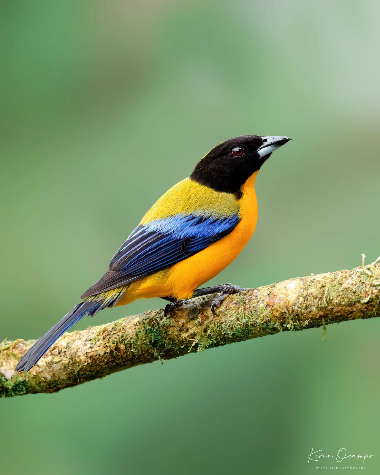 Wildlife and bird photography captured on an Ocampo Expeditions tour in Colombia.