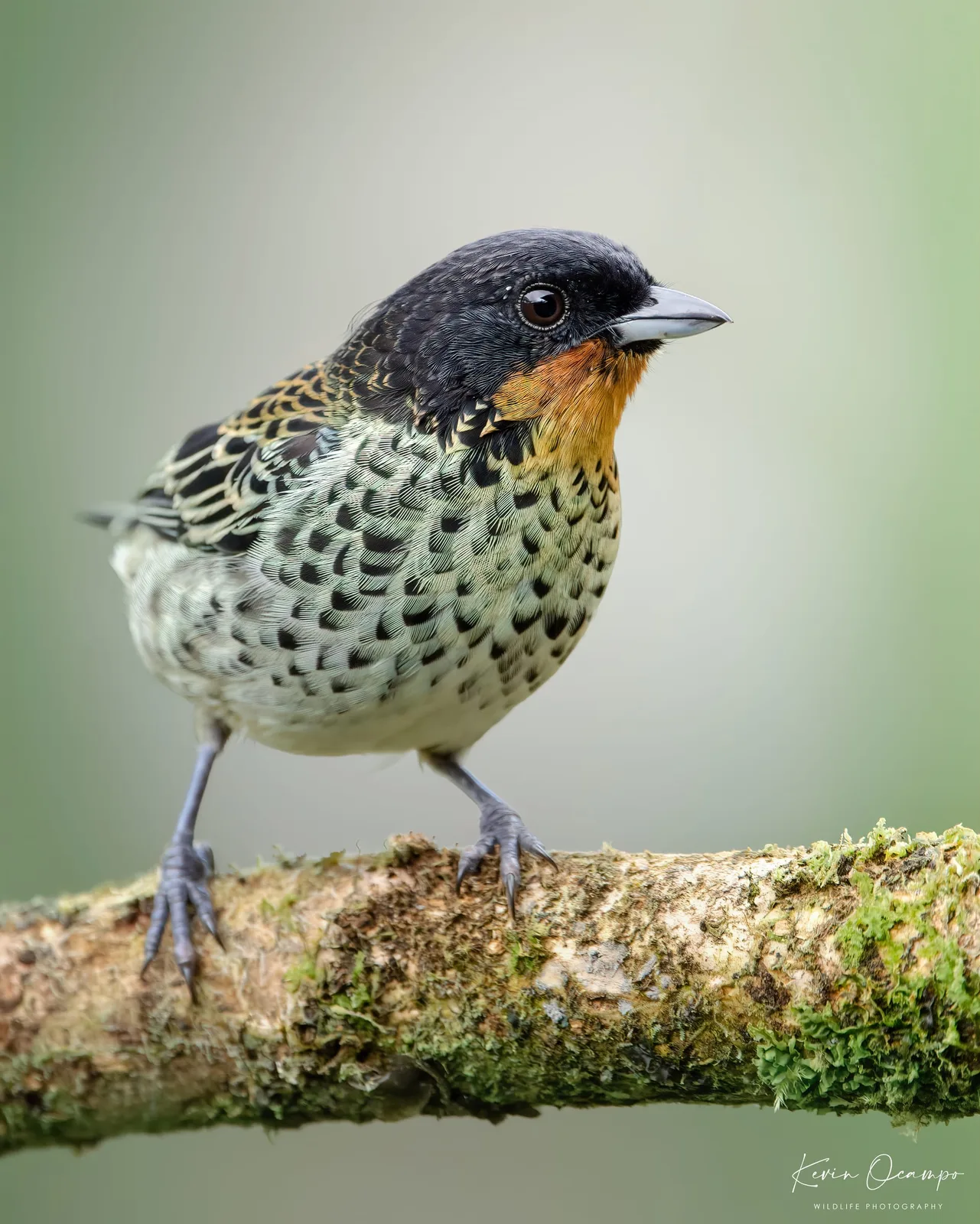 Wildlife and bird photography captured on an Ocampo Expeditions tour in Colombia.
