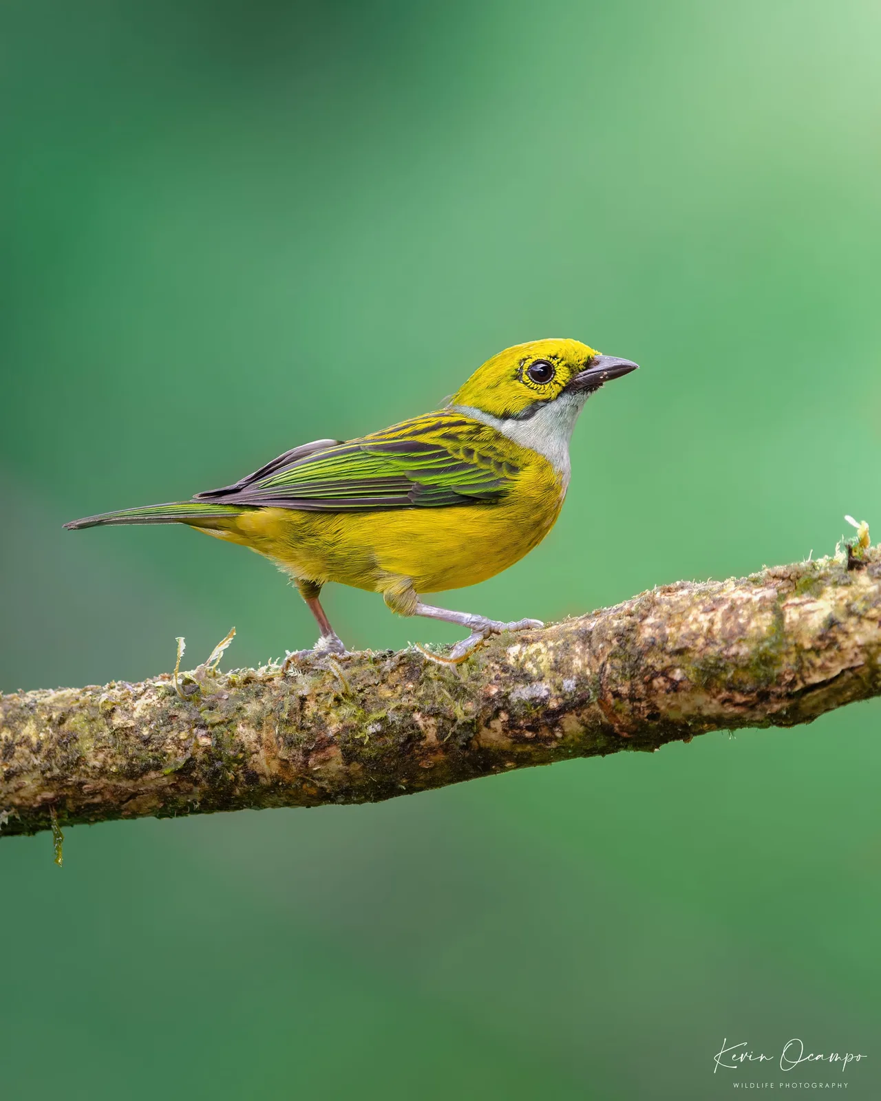 Wildlife and bird photography captured on an Ocampo Expeditions tour in Colombia.