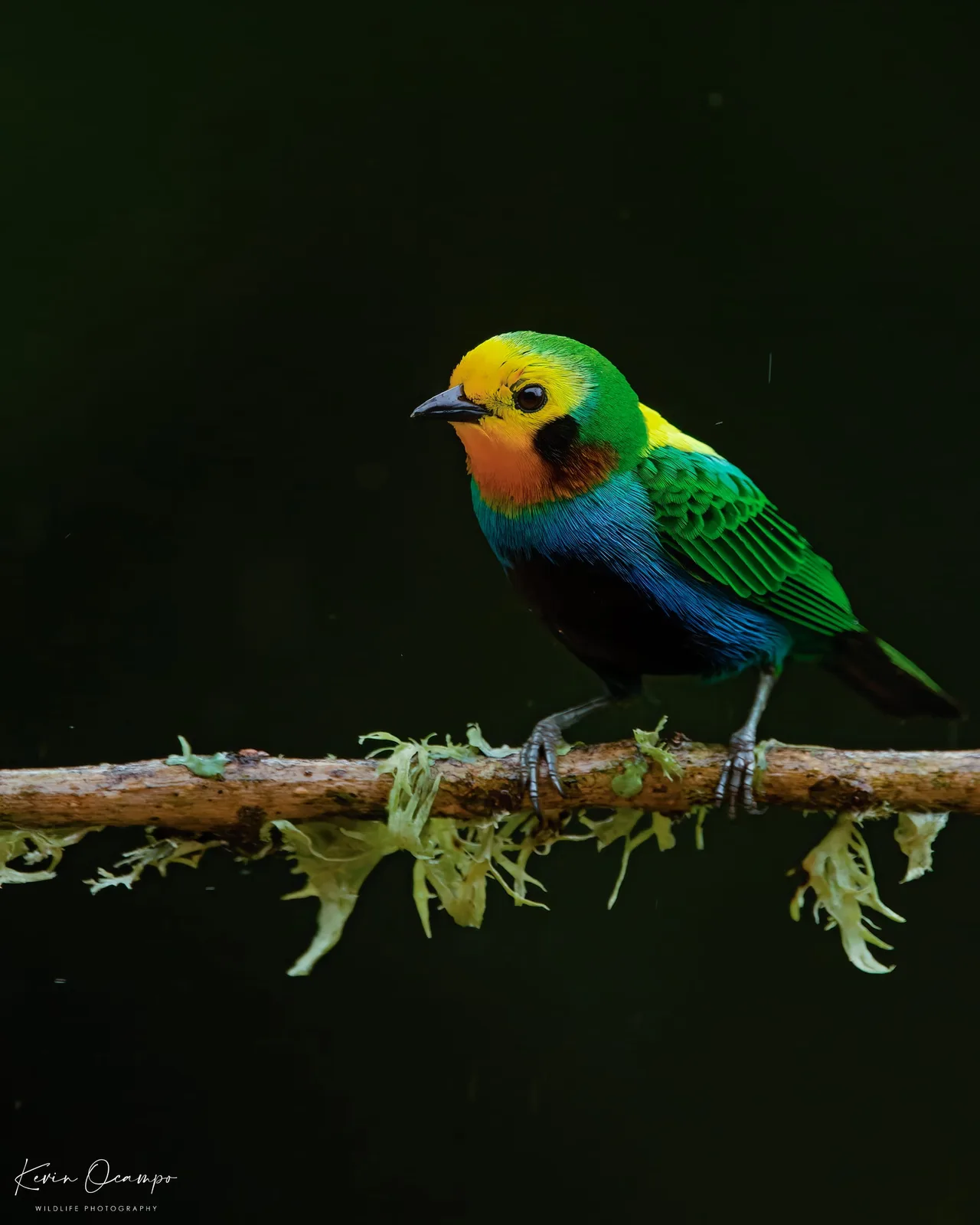 Wildlife and bird photography captured on an Ocampo Expeditions tour in Colombia.