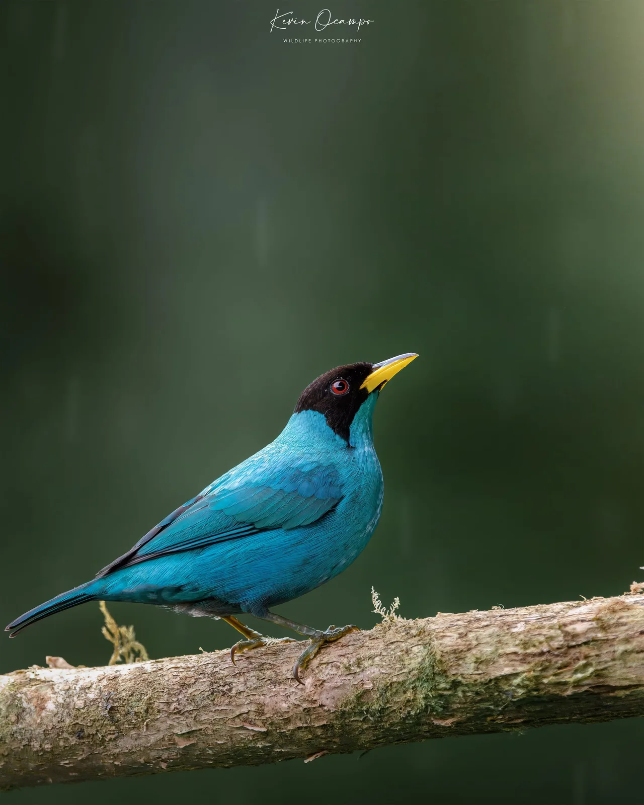 Wildlife and bird photography captured on an Ocampo Expeditions tour in Colombia.