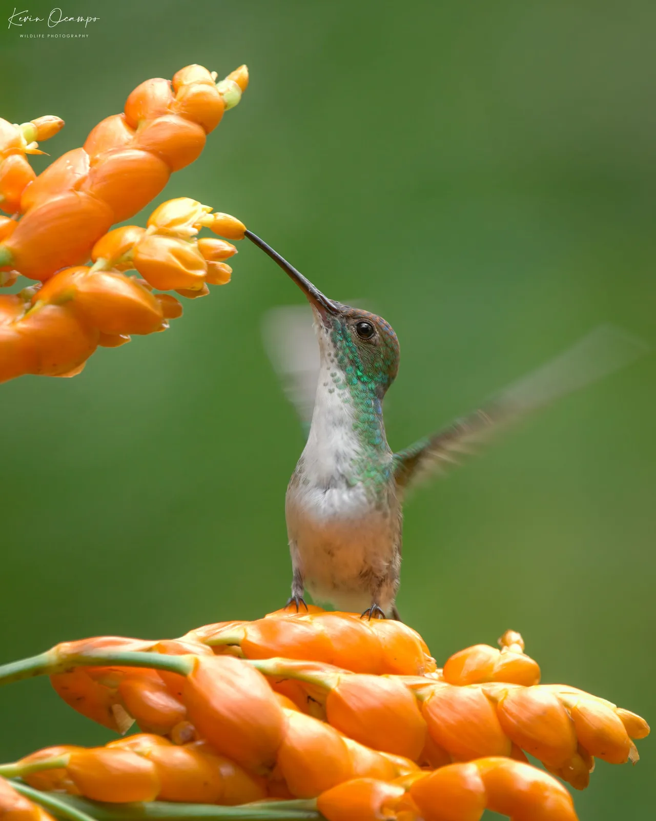 Wildlife and bird photography captured on an Ocampo Expeditions tour in Colombia.