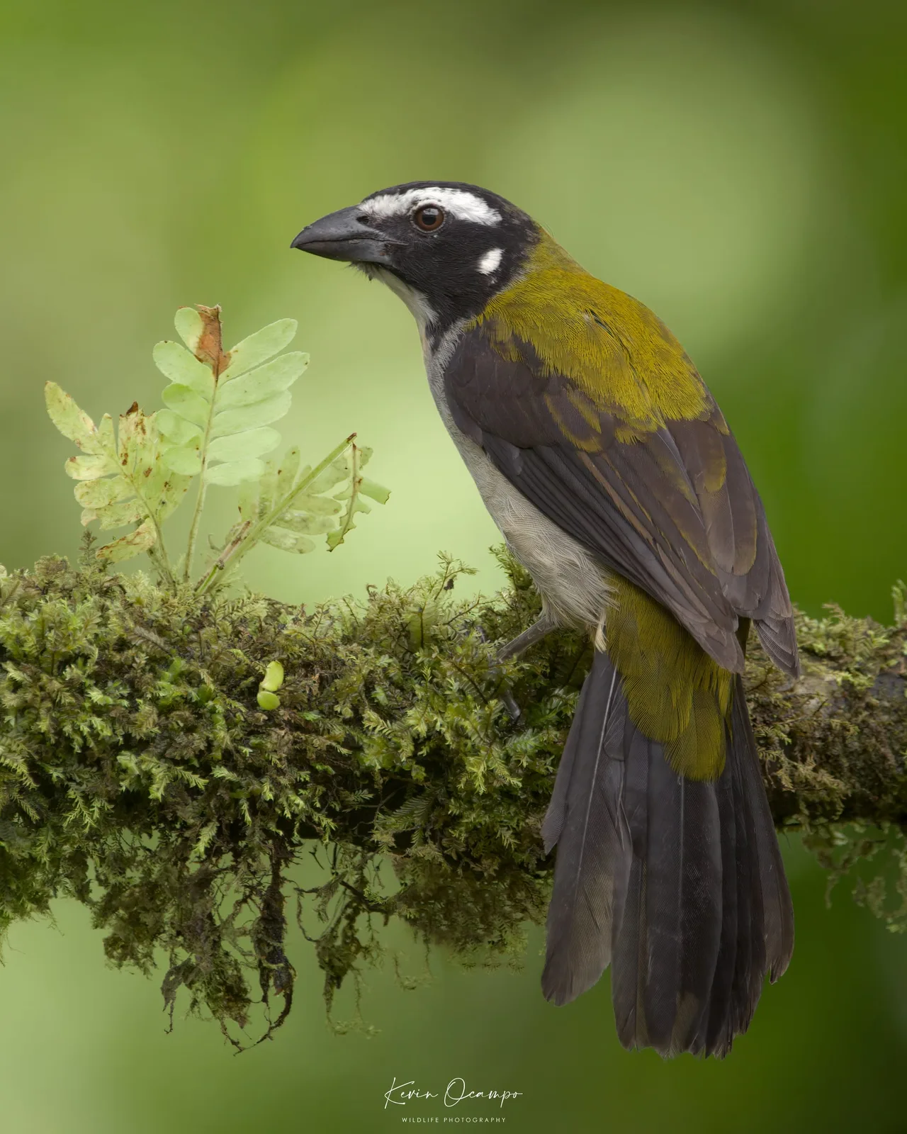 Wildlife and bird photography captured on an Ocampo Expeditions tour in Colombia.