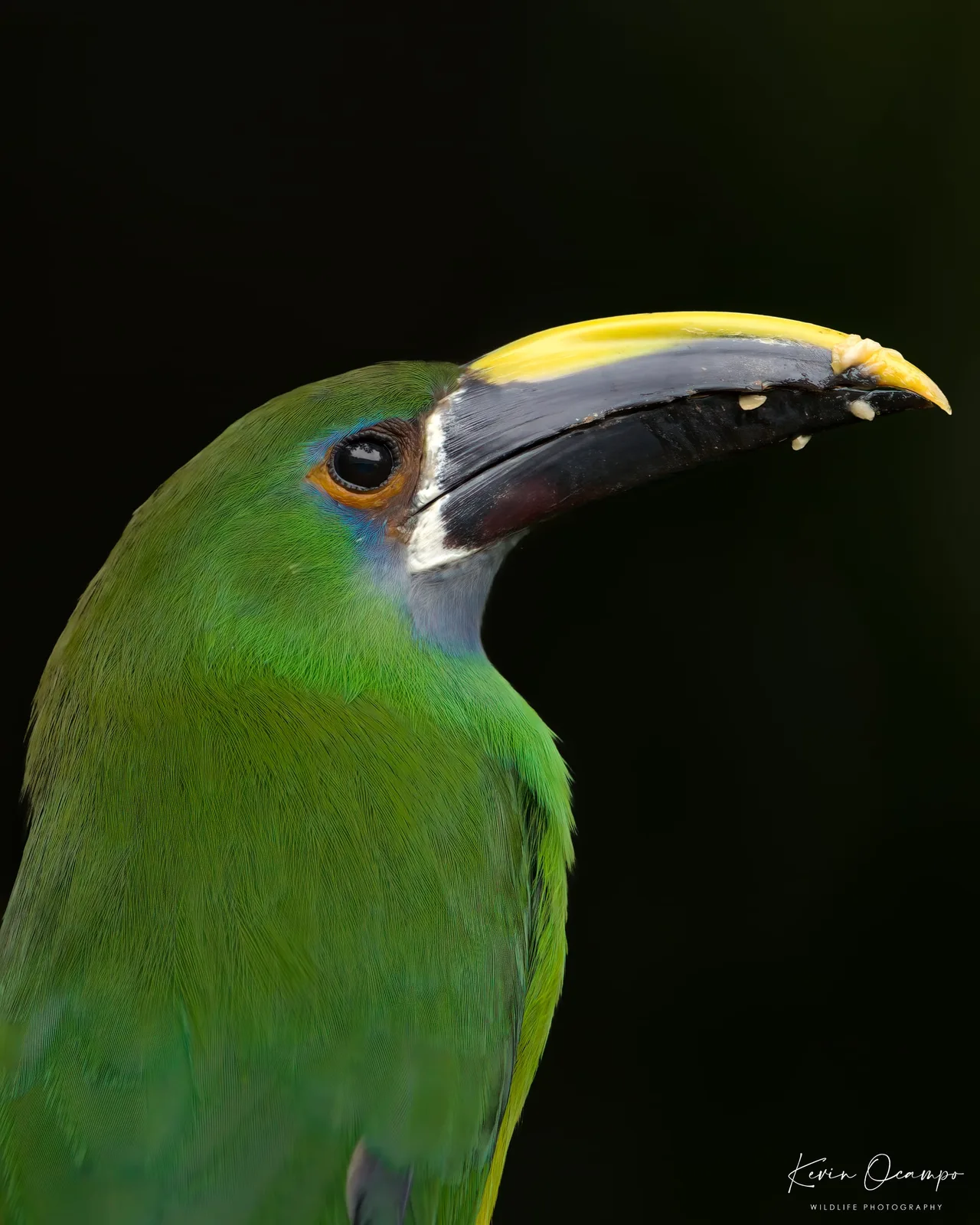 Wildlife and bird photography captured on an Ocampo Expeditions tour in Colombia.