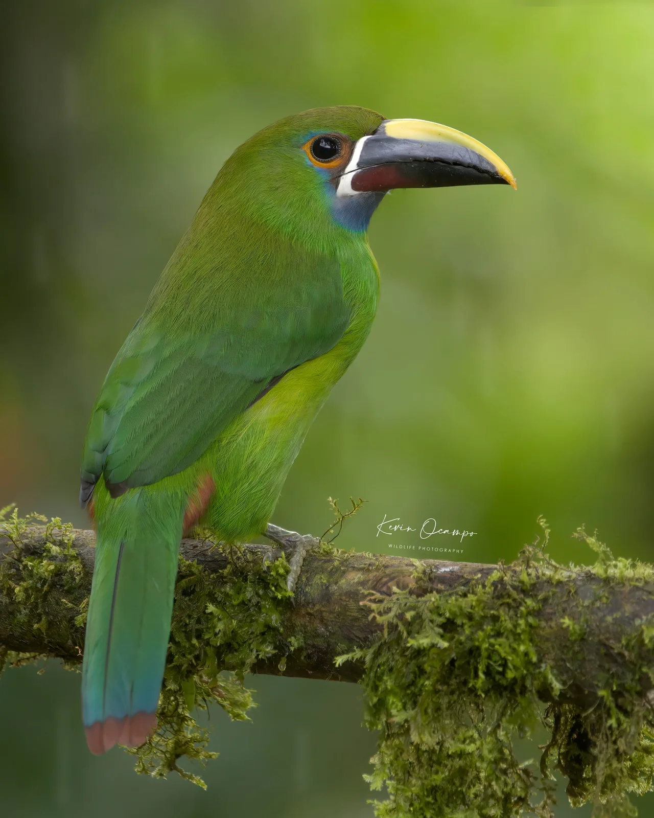 Wildlife and bird photography captured on an Ocampo Expeditions tour in Colombia.