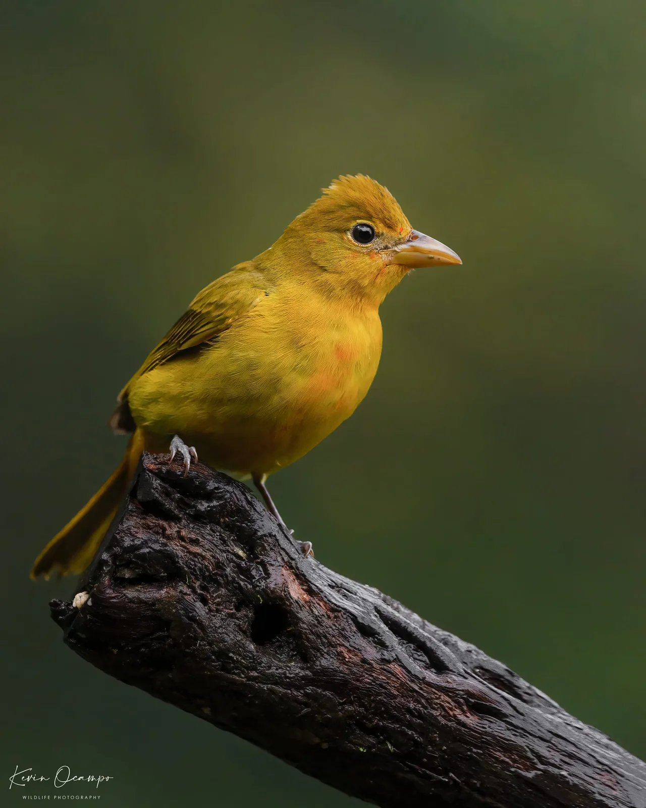 Wildlife and bird photography captured on an Ocampo Expeditions tour in Colombia.