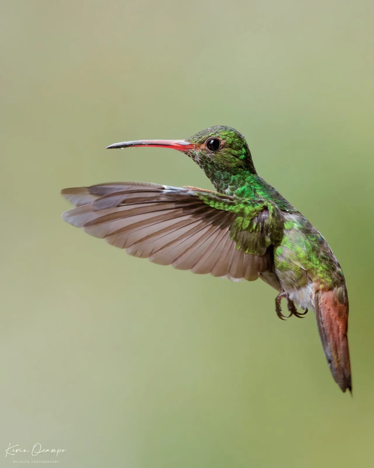 Wildlife and bird photography captured on an Ocampo Expeditions tour in Colombia.