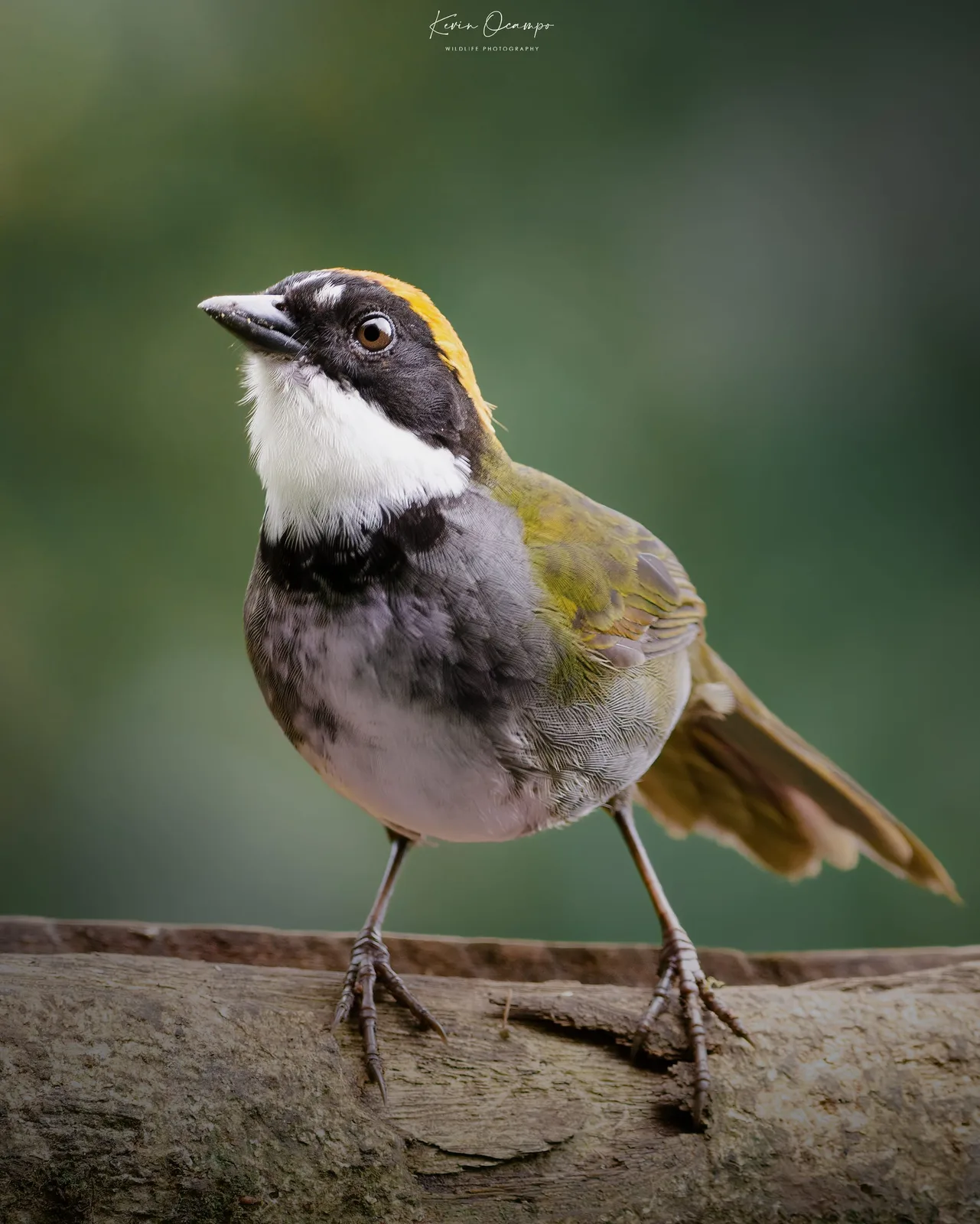 Wildlife and bird photography captured on an Ocampo Expeditions tour in Colombia.