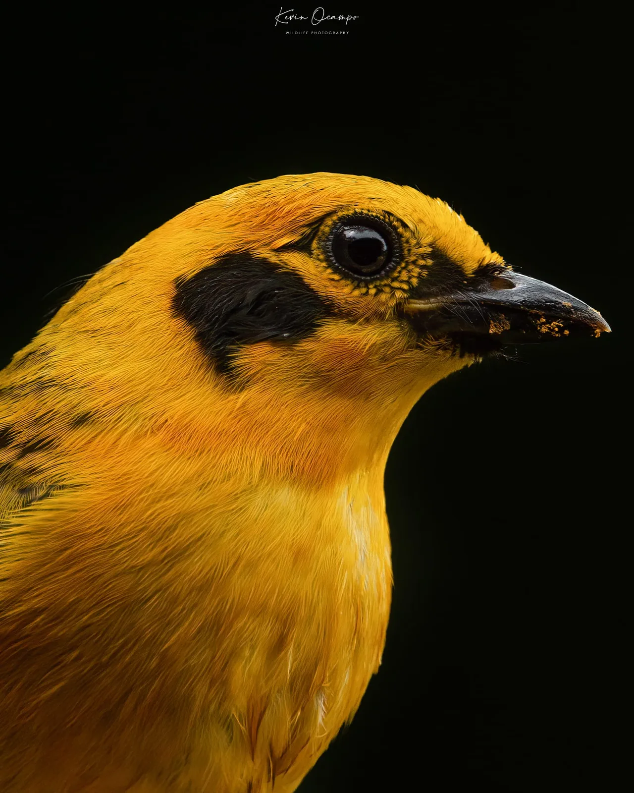 Wildlife and bird photography captured on an Ocampo Expeditions tour in Colombia.