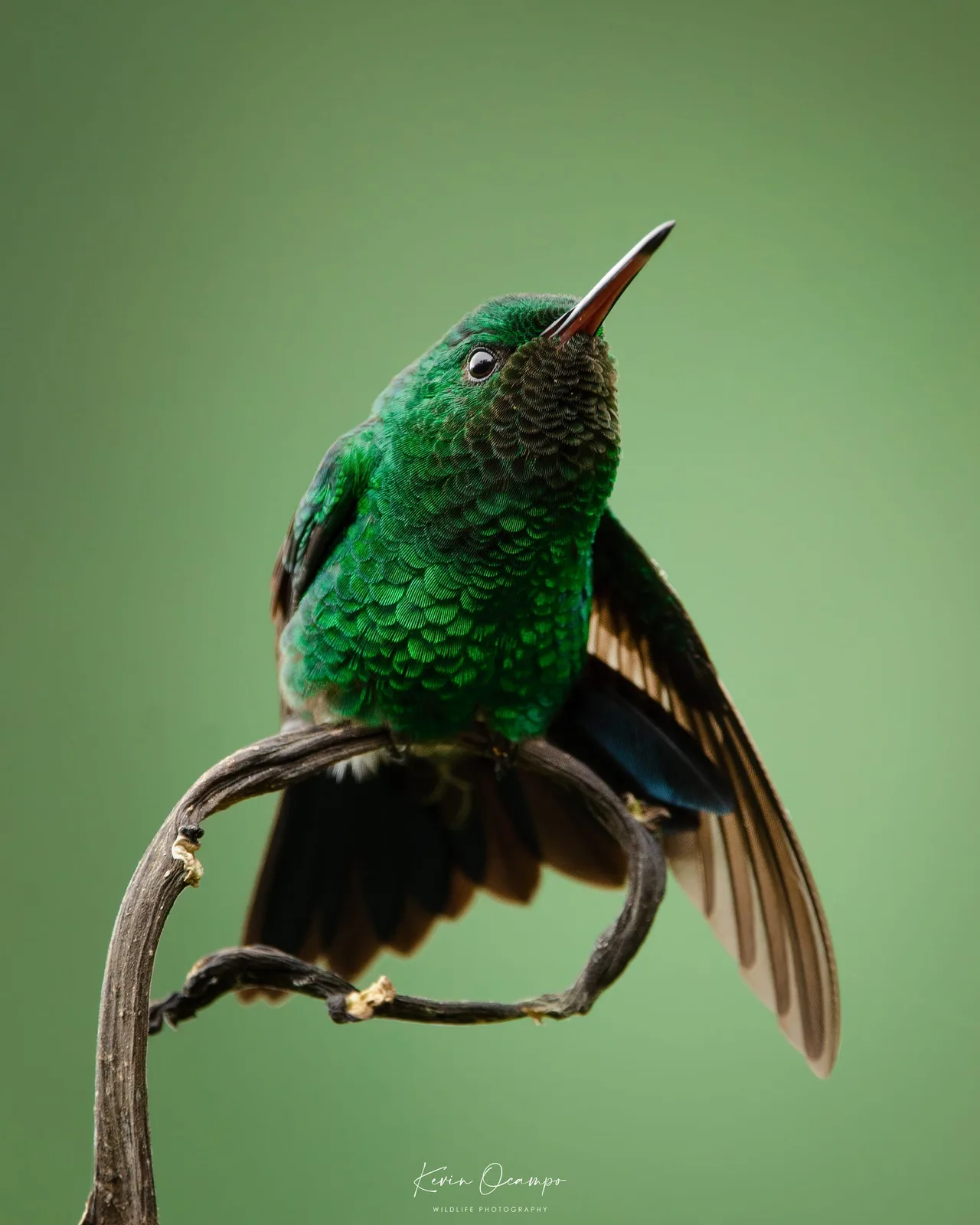 Wildlife and bird photography captured on an Ocampo Expeditions tour in Colombia.