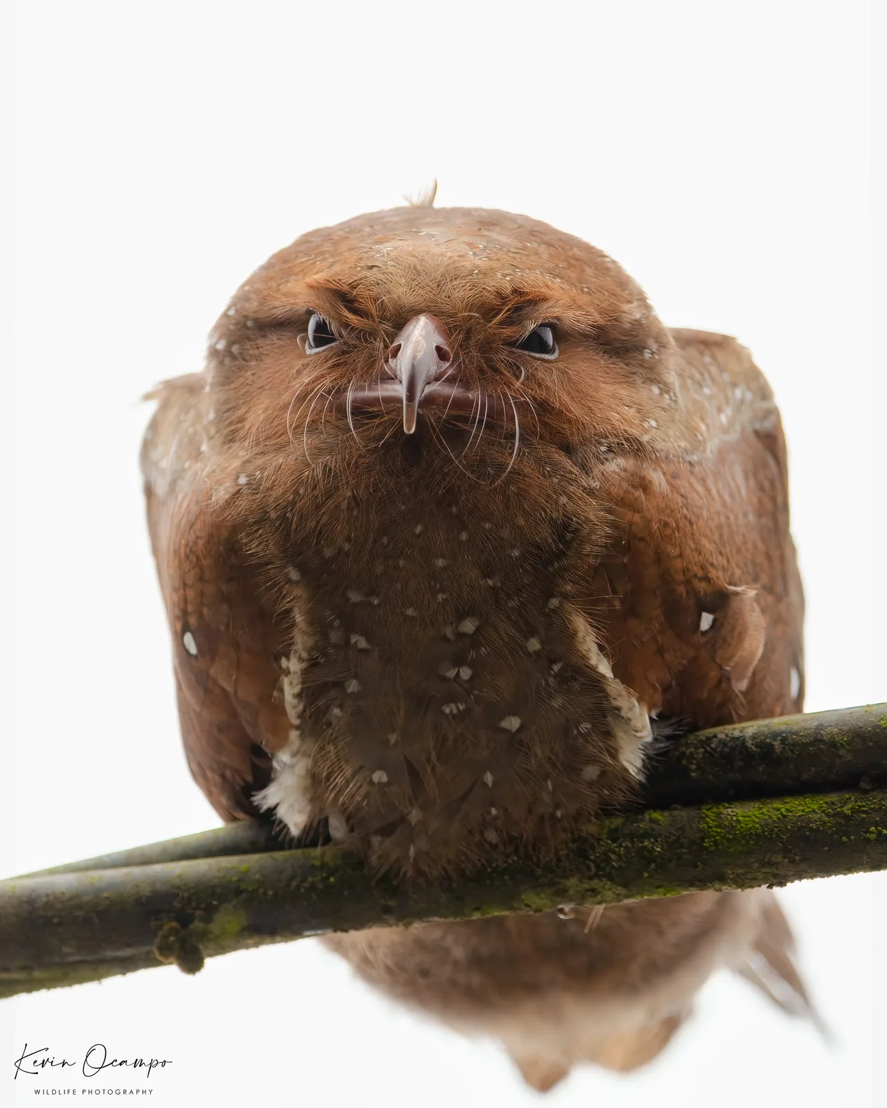 Wildlife and bird photography captured on an Ocampo Expeditions tour in Colombia.