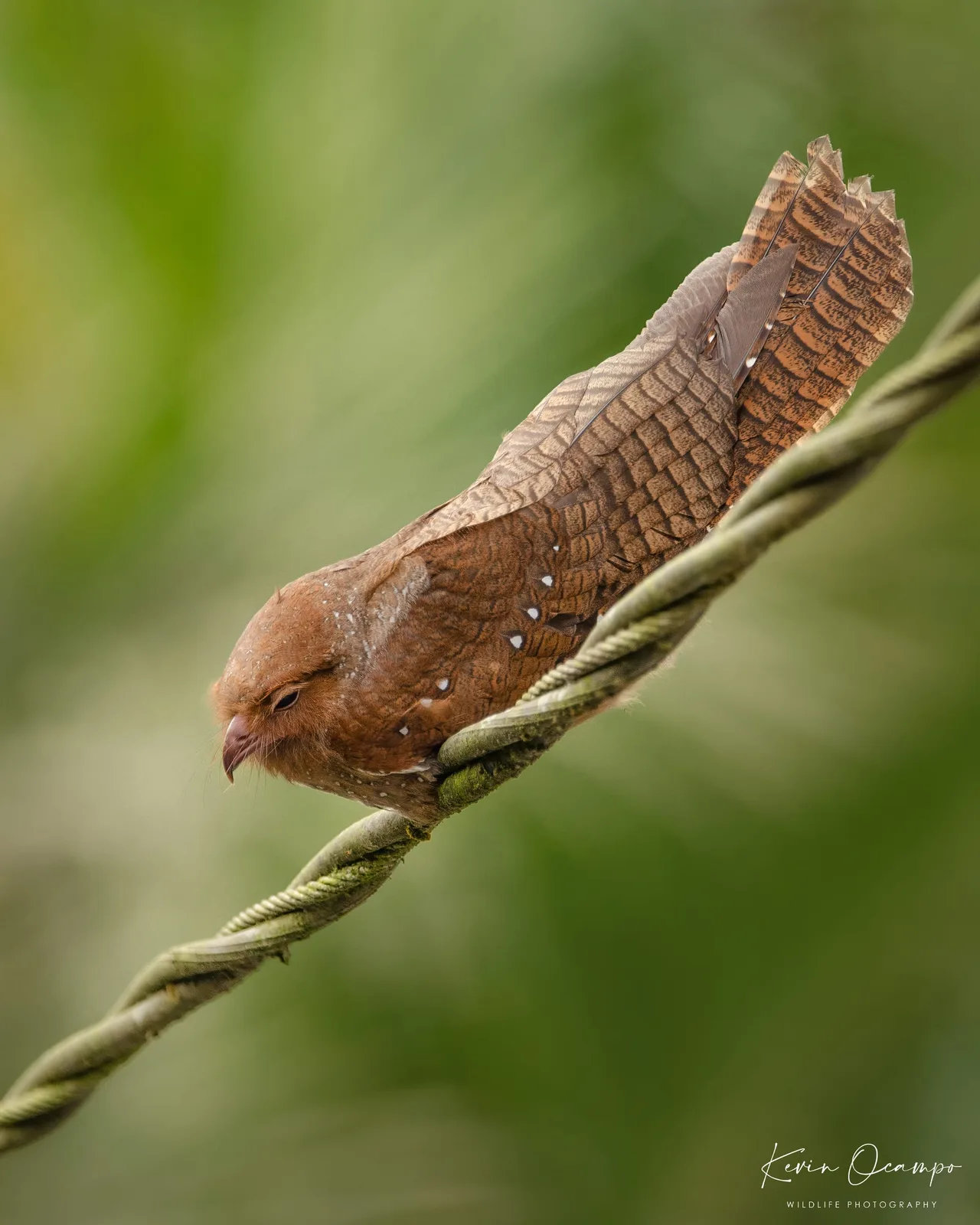 Wildlife and bird photography captured on an Ocampo Expeditions tour in Colombia.