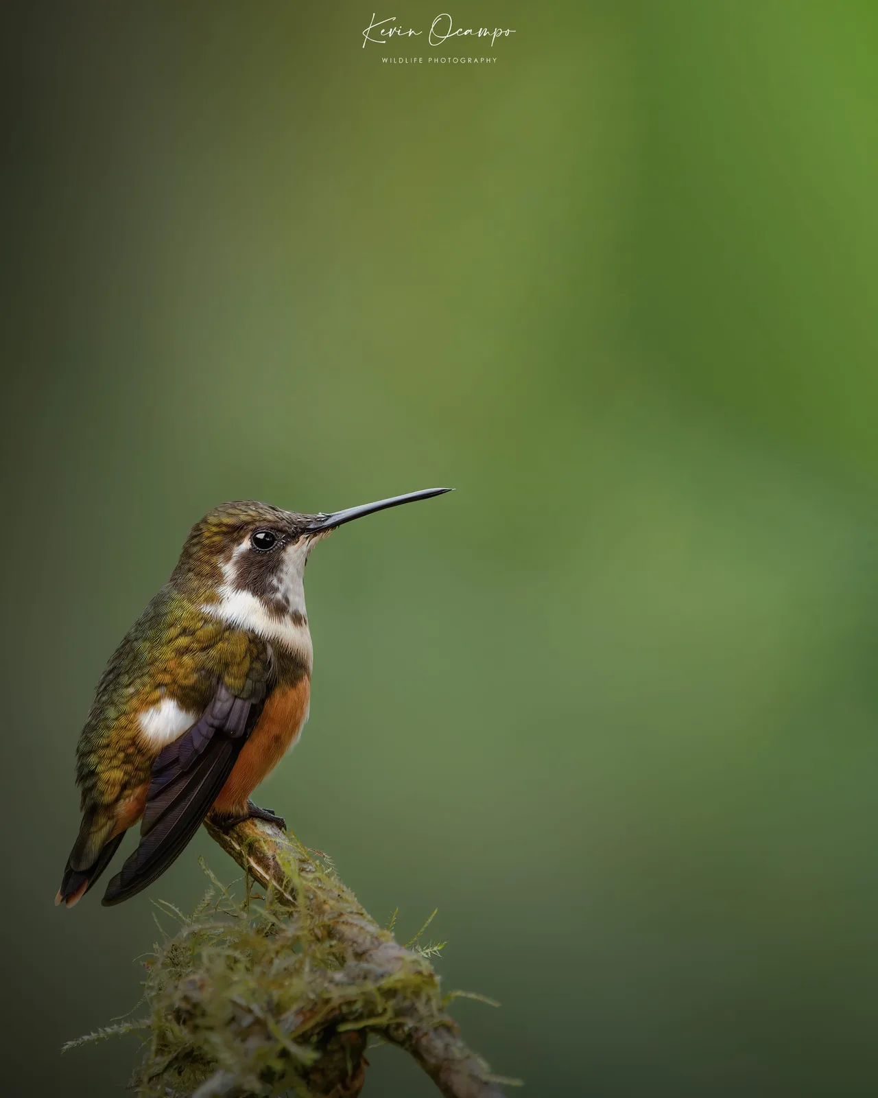 Wildlife and bird photography captured on an Ocampo Expeditions tour in Colombia.