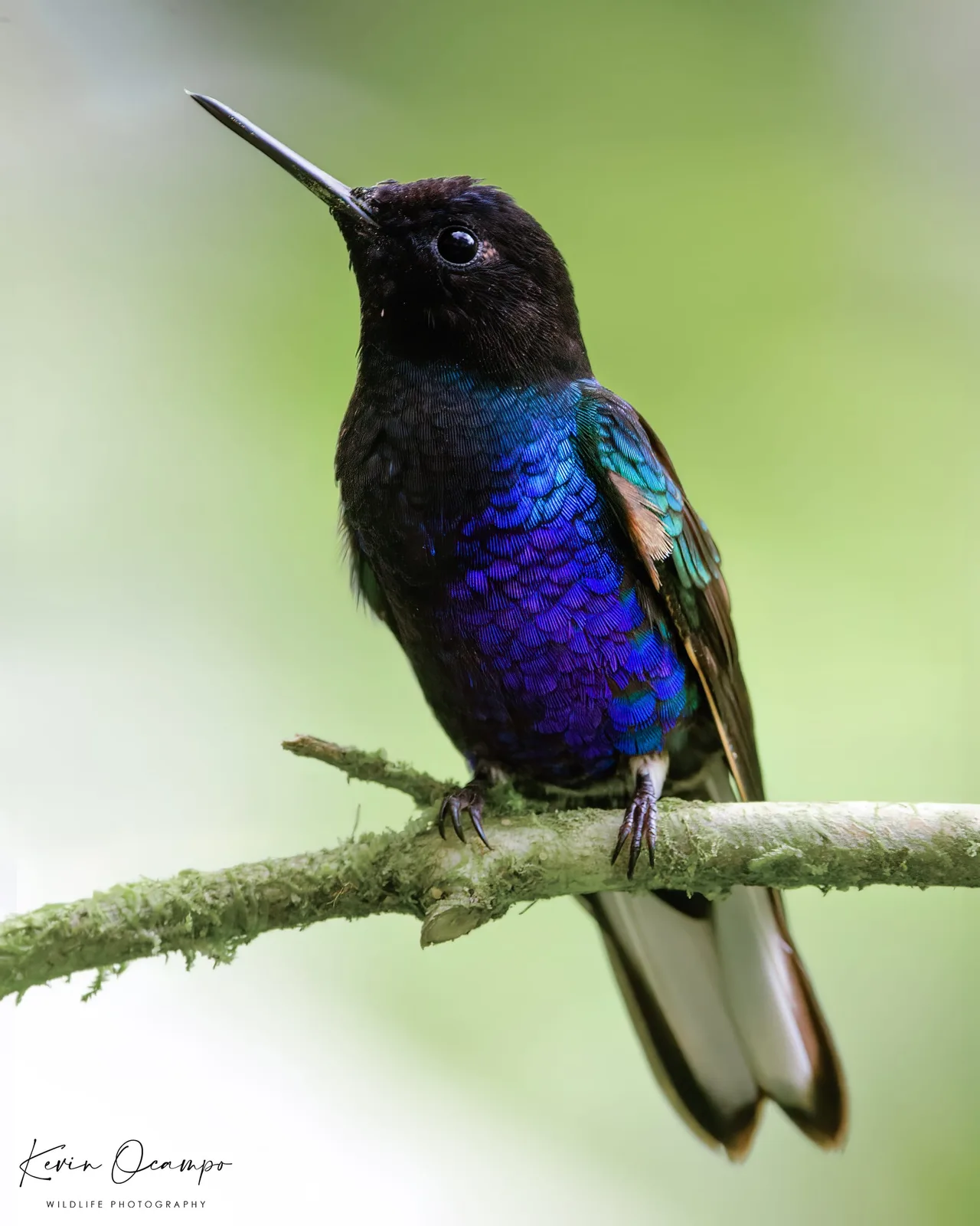 Wildlife and bird photography captured on an Ocampo Expeditions tour in Colombia.